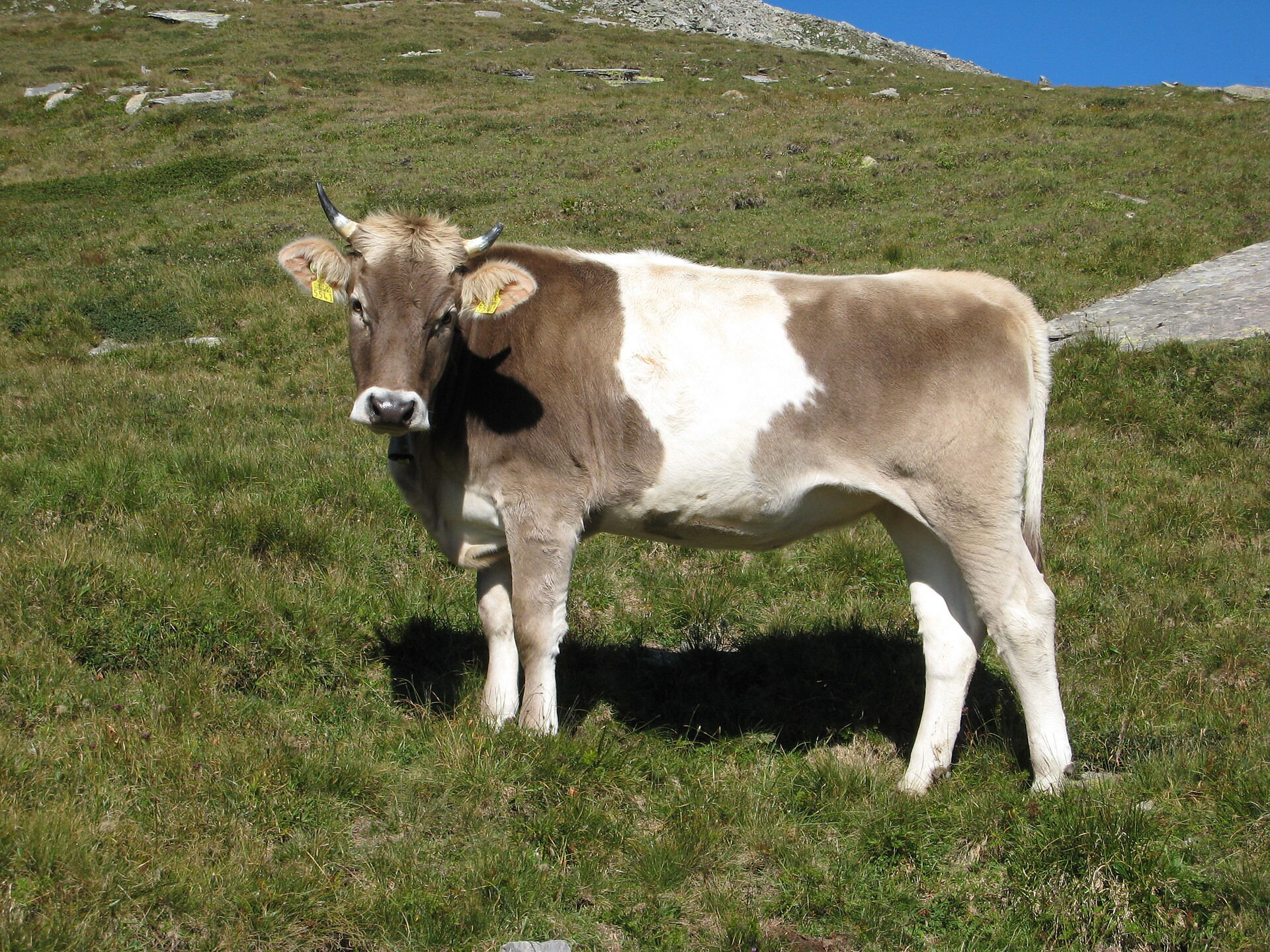 Cow