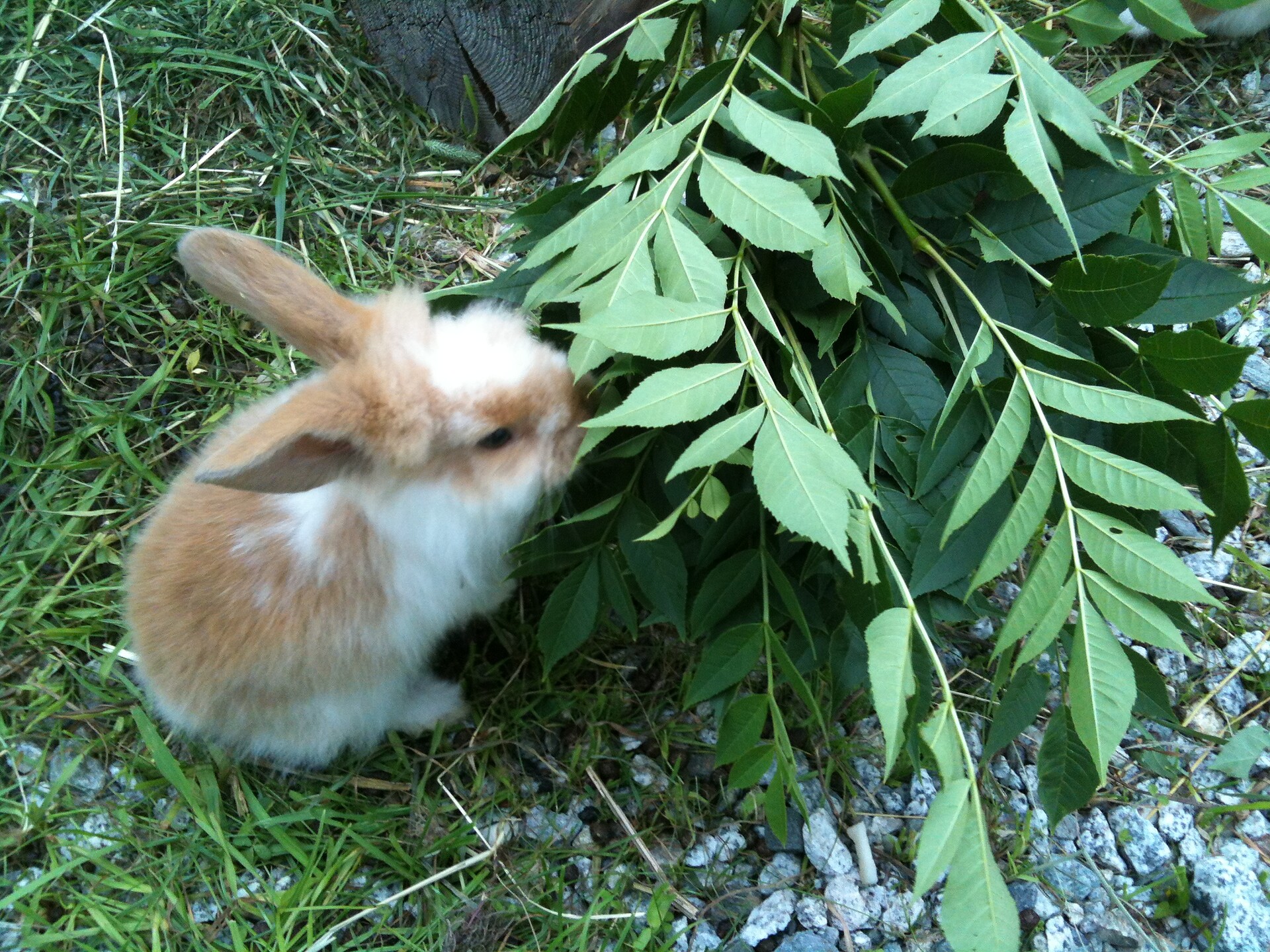 Bunny