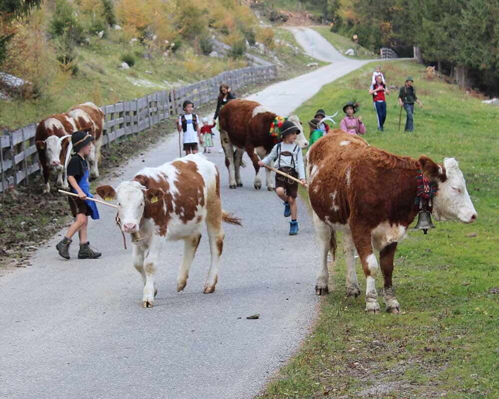 cows