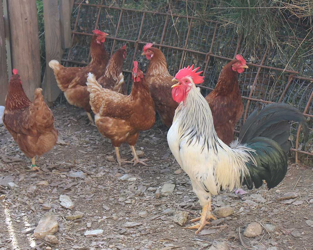 Rooster with his chickens
