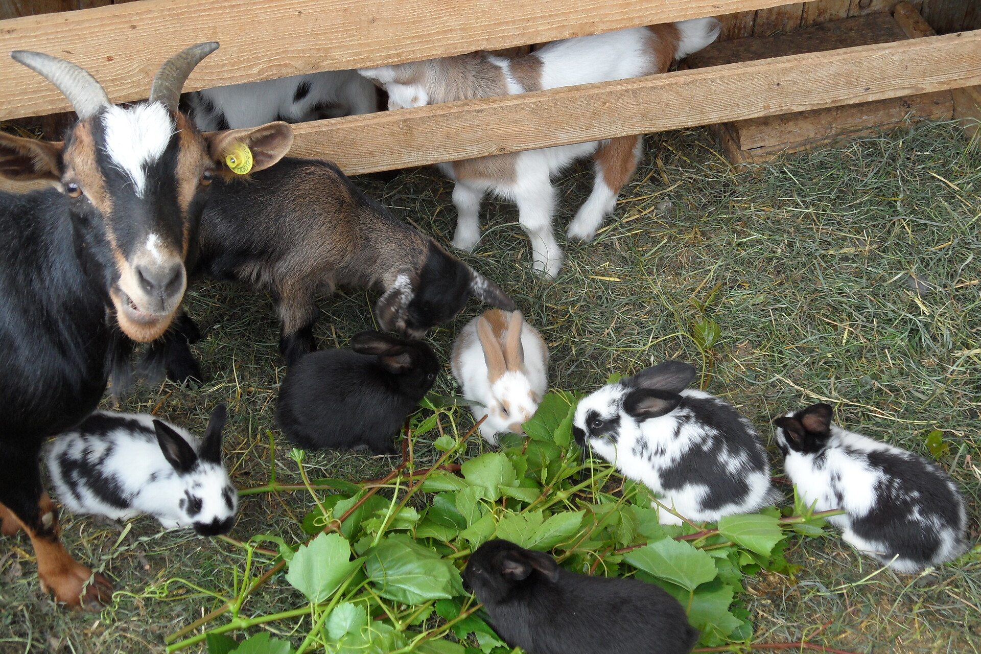 Ziegen und Hasen