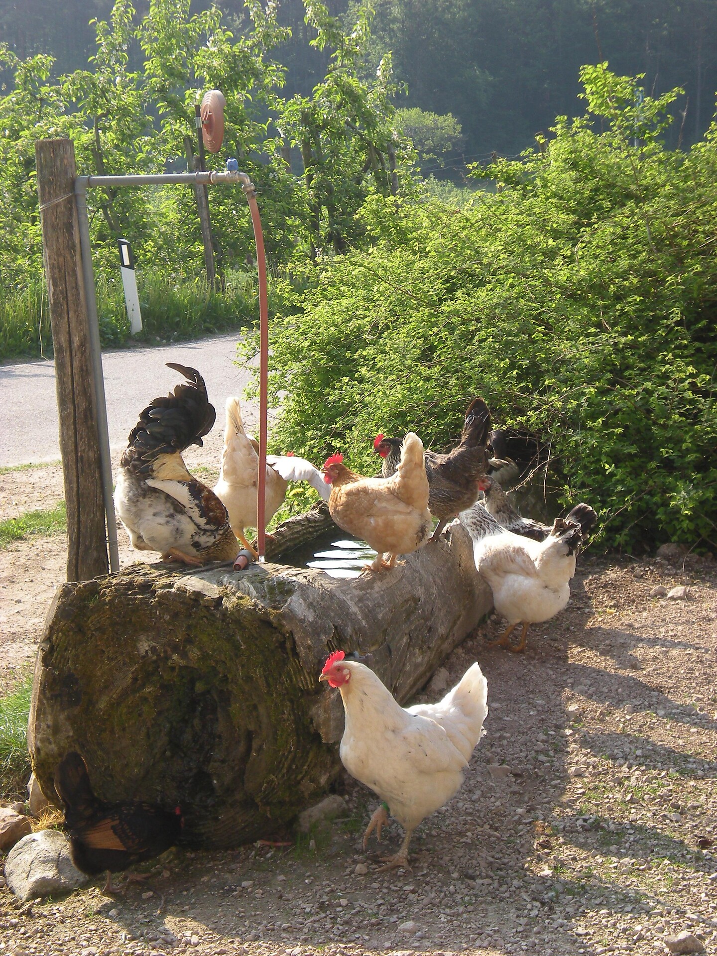 Tiere am Hof