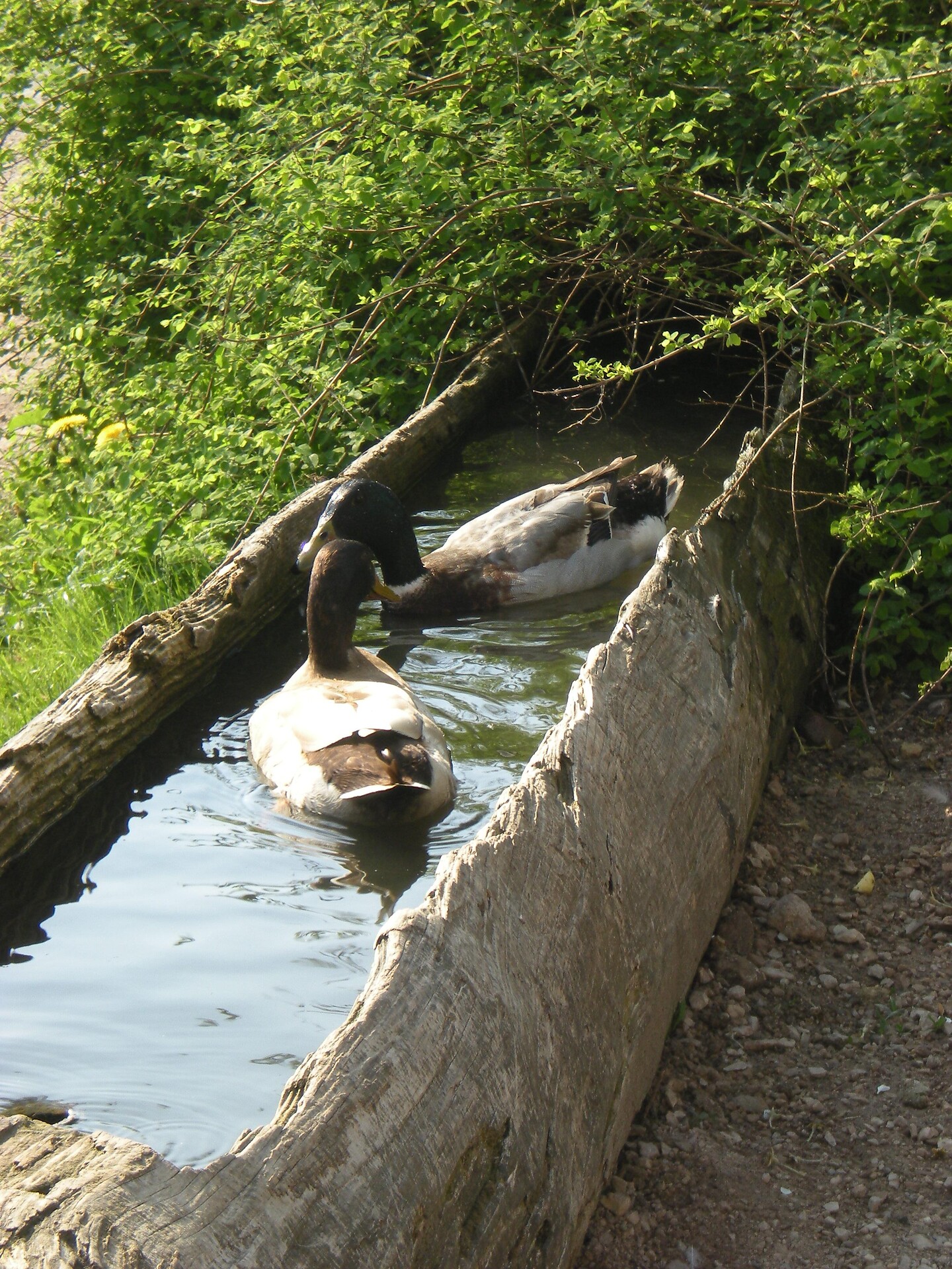 Tiere am Hof