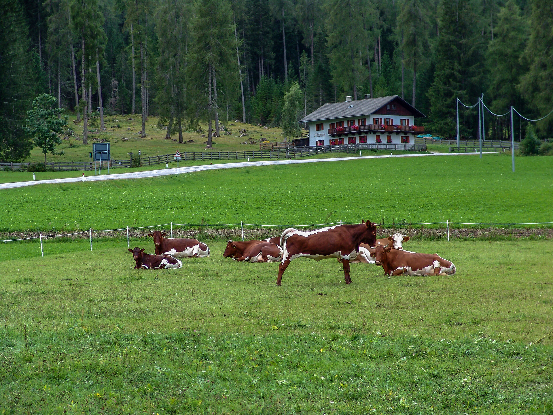 Roderhof cows in the pasture