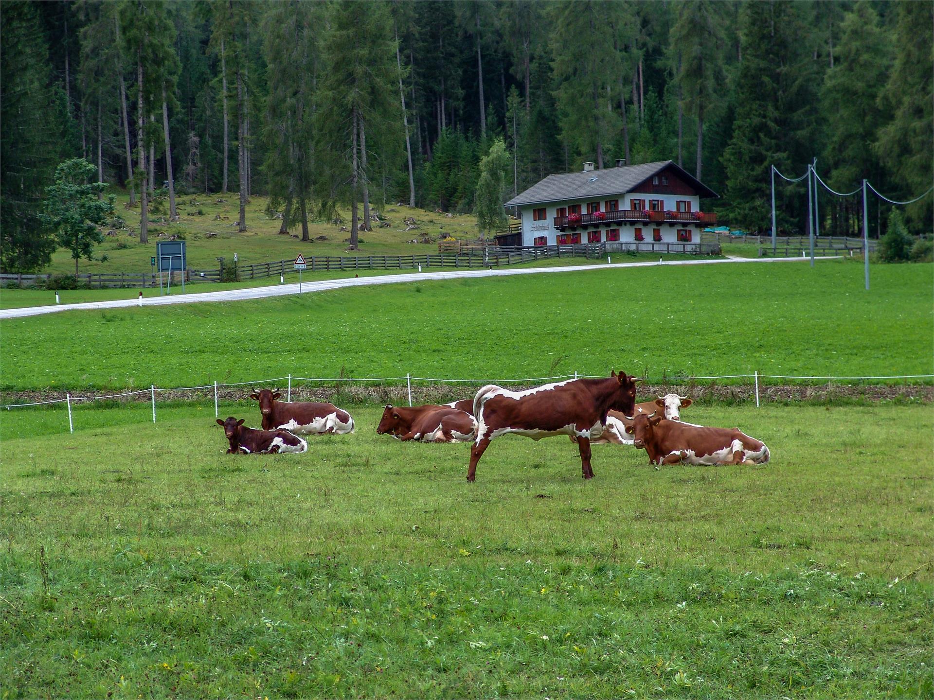 Roderhof Prags 22 suedtirol.info