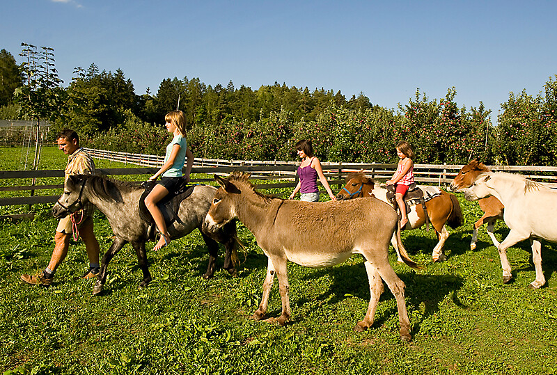 Hoferhof animals