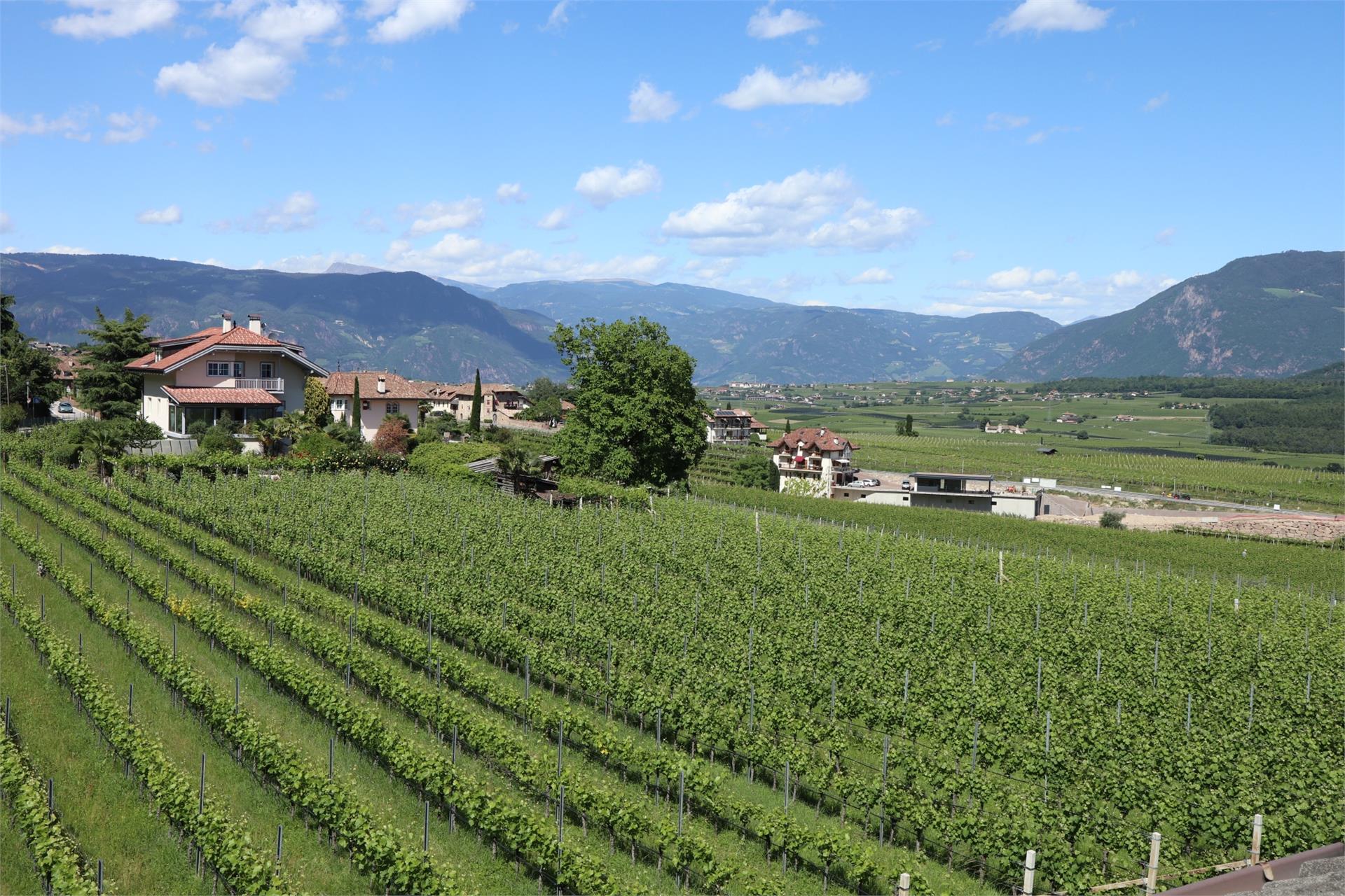 Rebhof Kaltern an der Weinstraße 9 suedtirol.info