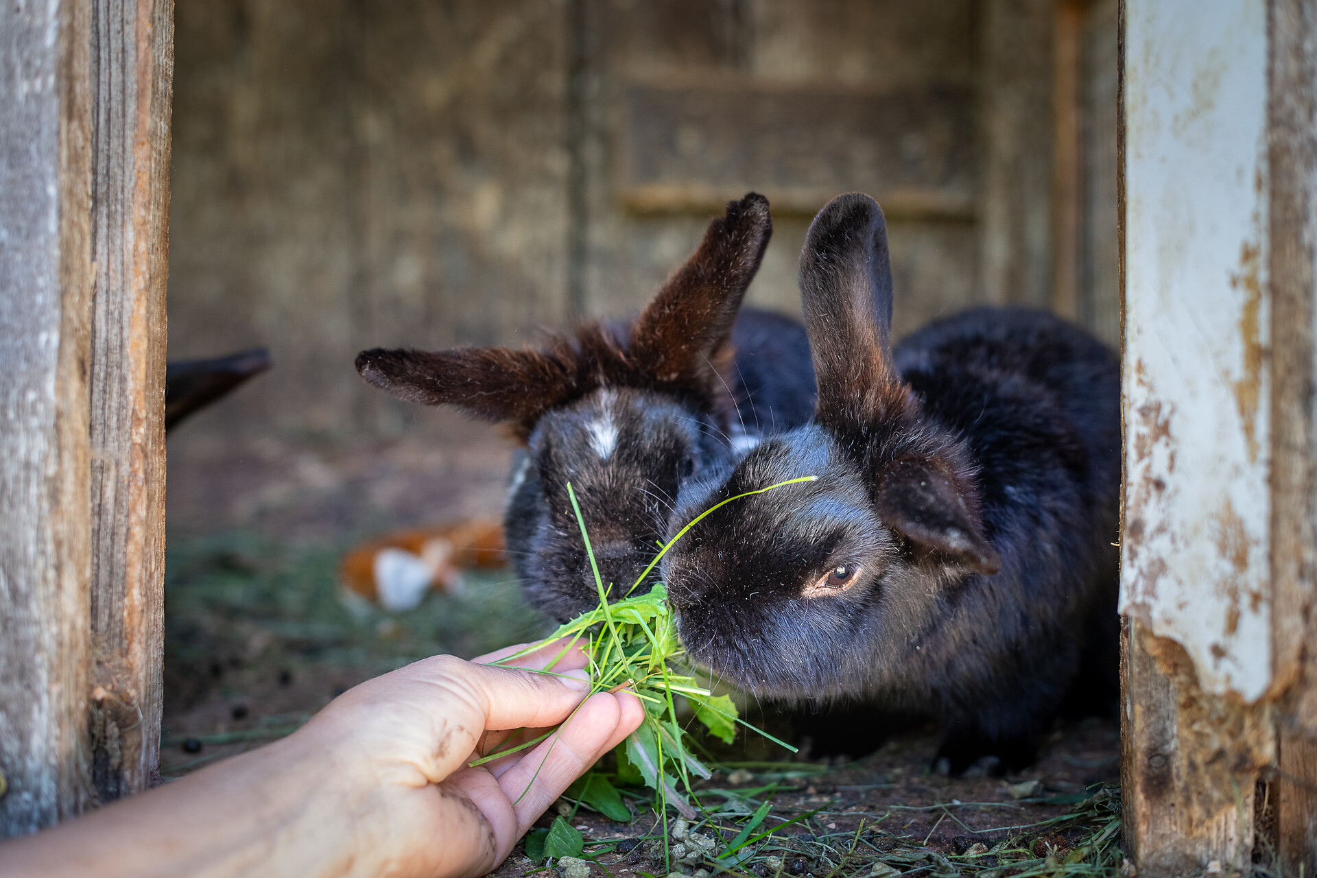 hare