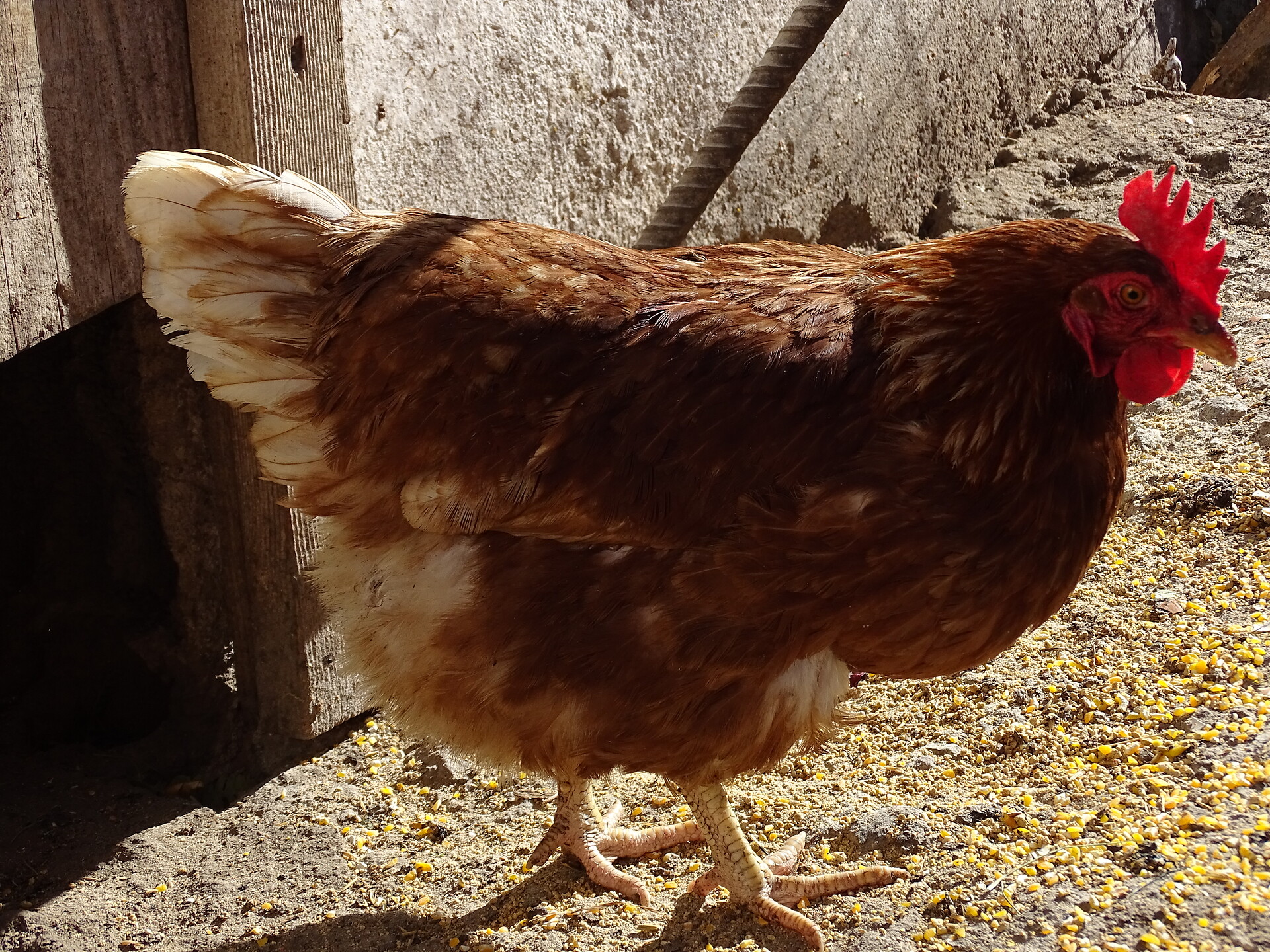 Galline felici al maso
