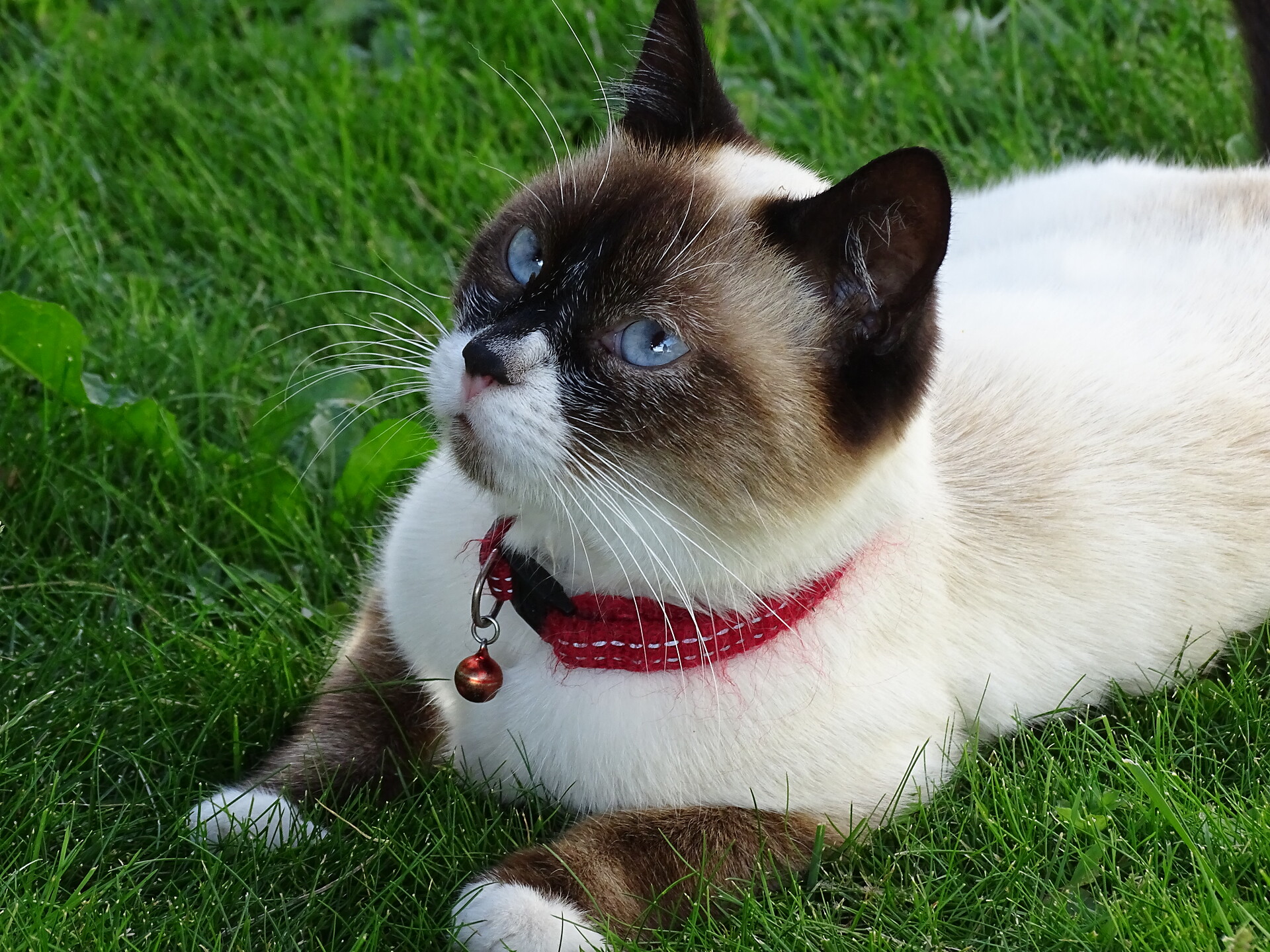 Il nostro gatto
