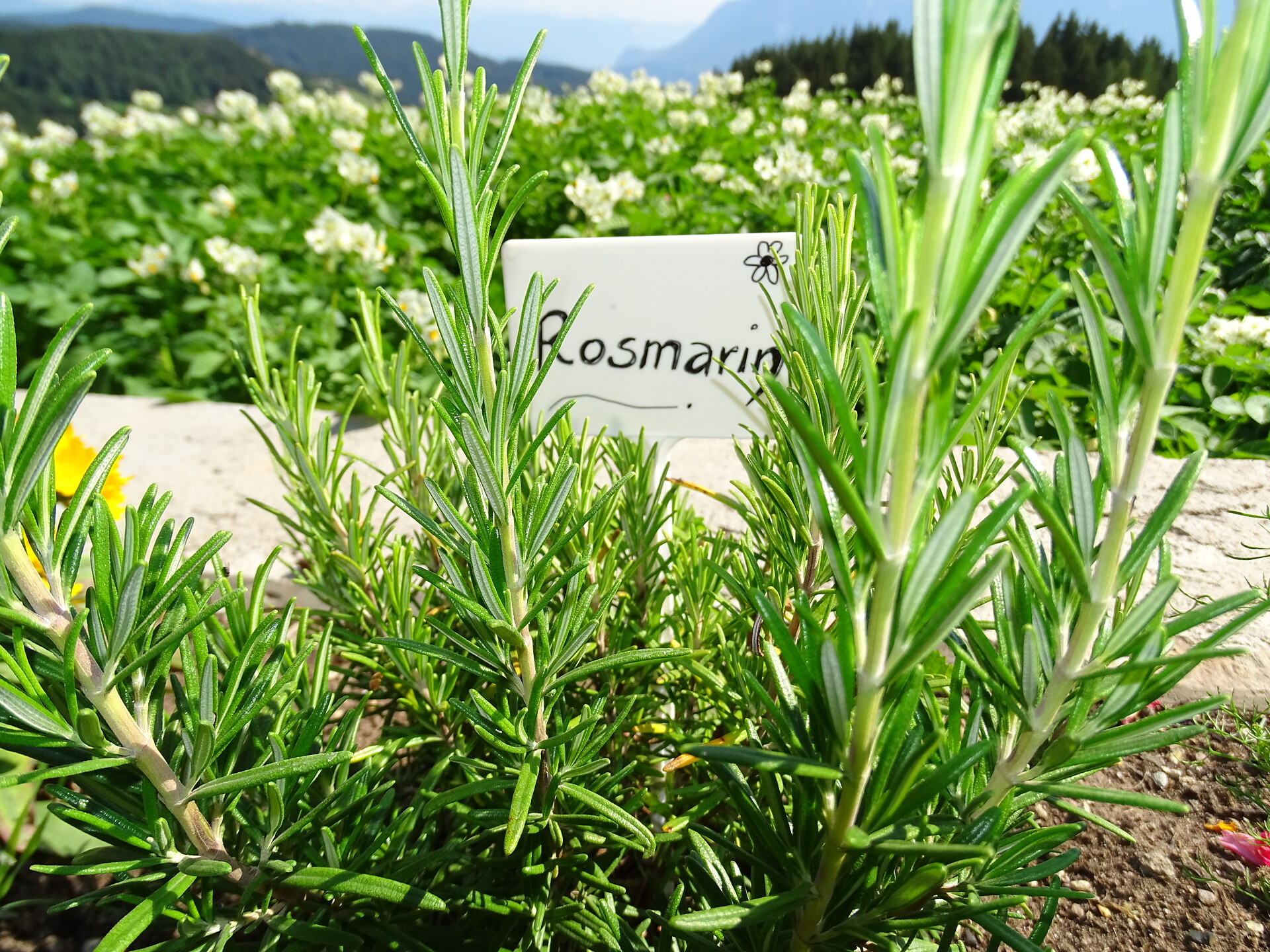 L'orto di erbe al maso Rotsteinhof a Verano, Alto Adige