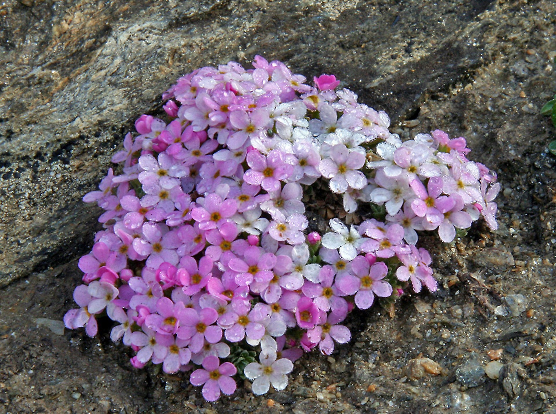 Namensgeber Blume Aretia