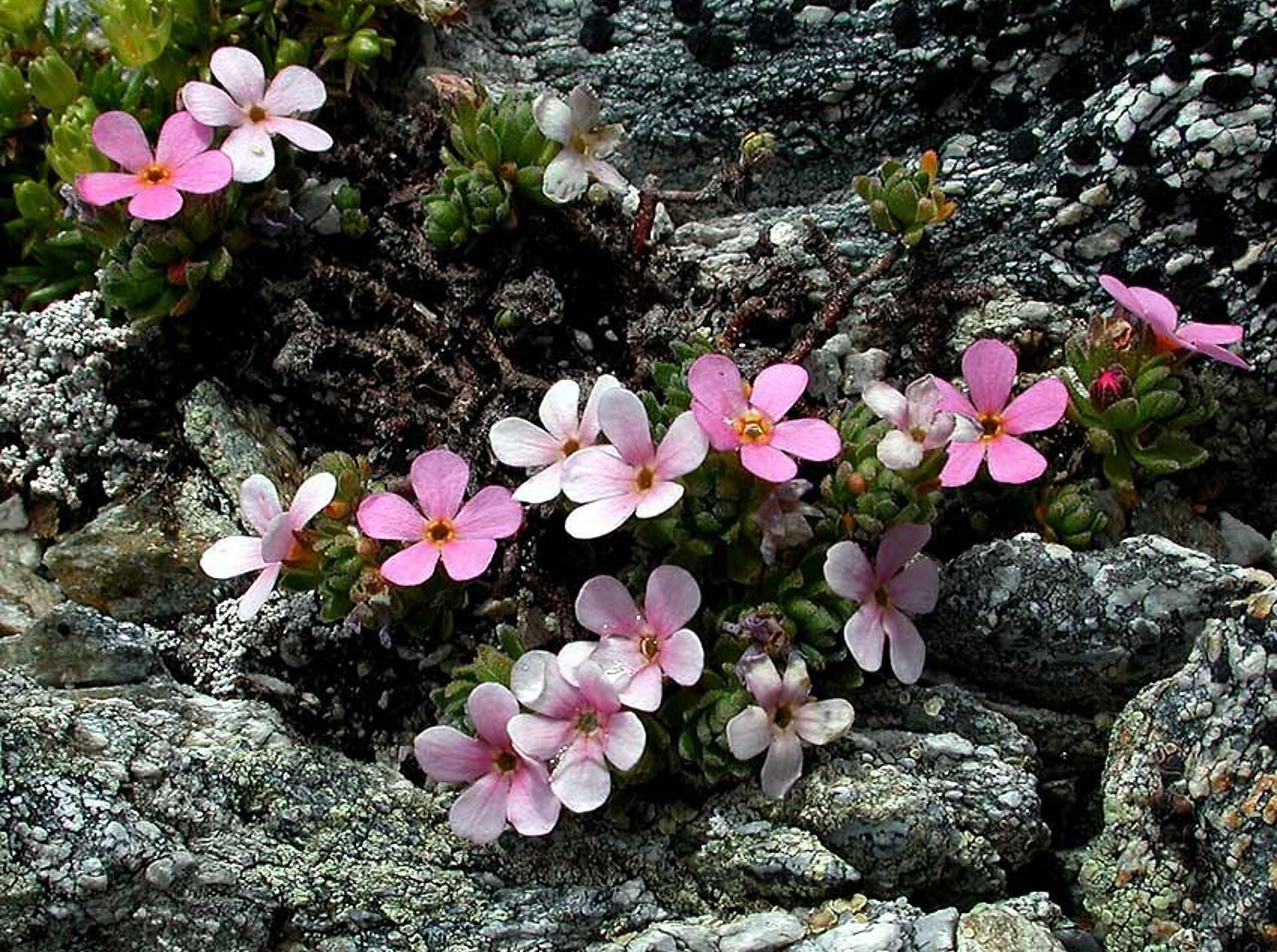 Namensgeber: die Blume Aretia