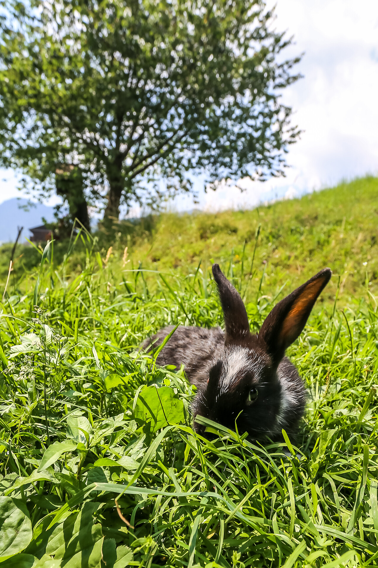 Hase