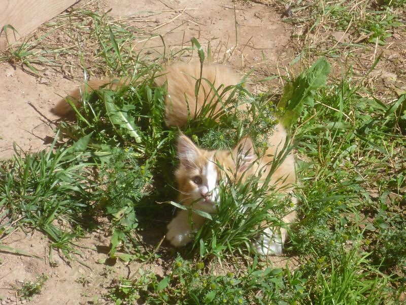 Katze Simba