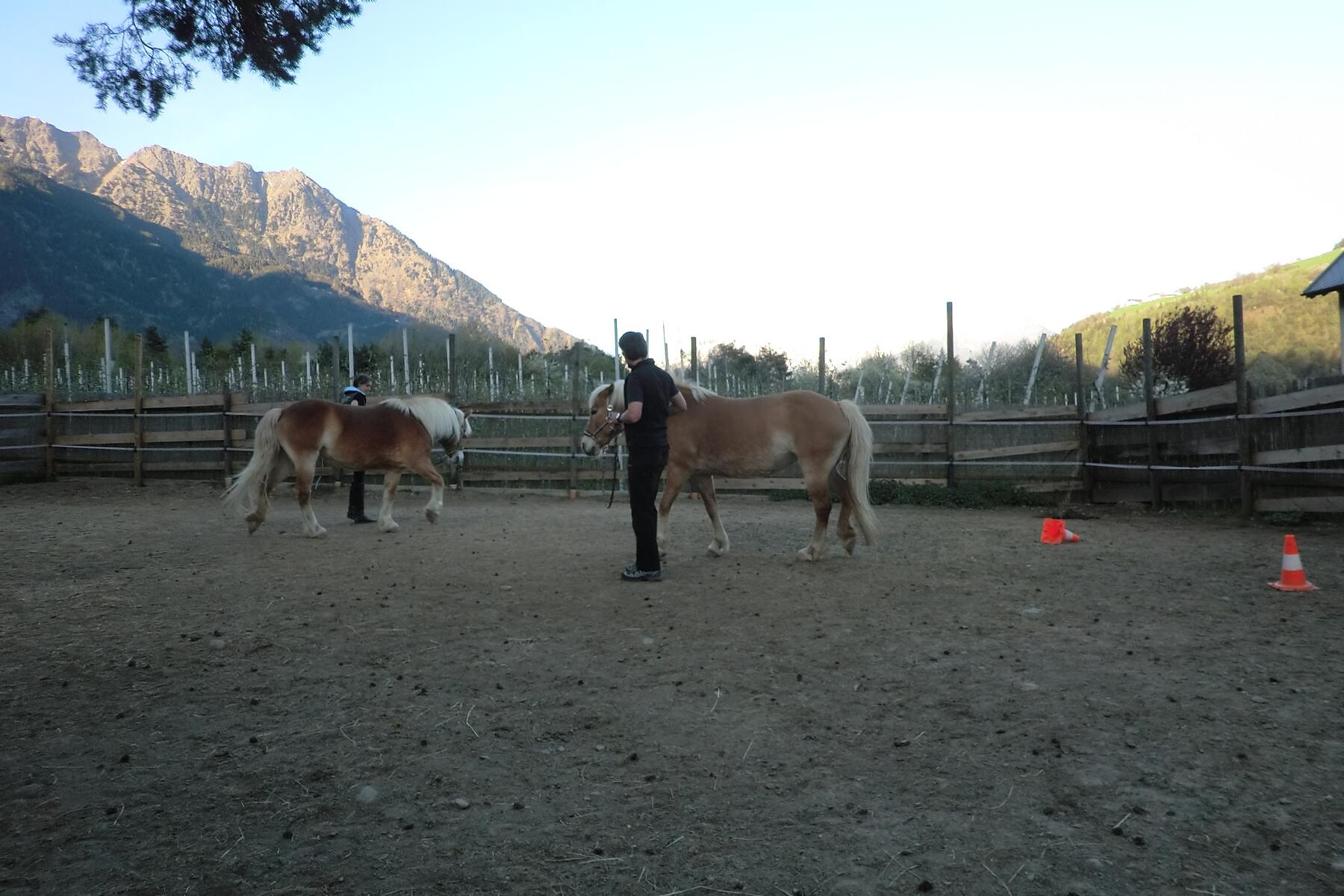 The Paddock