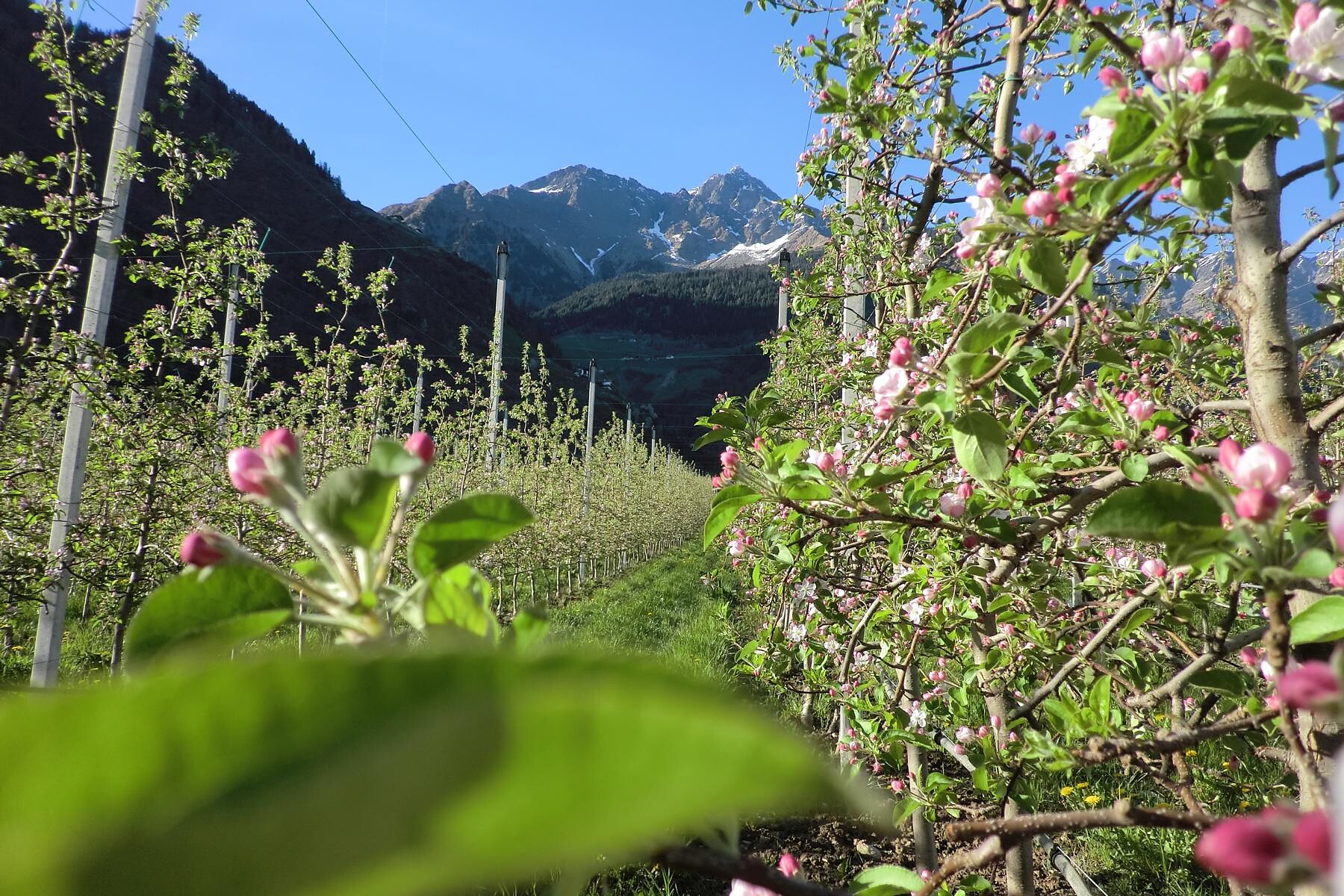 The view at the apple trees