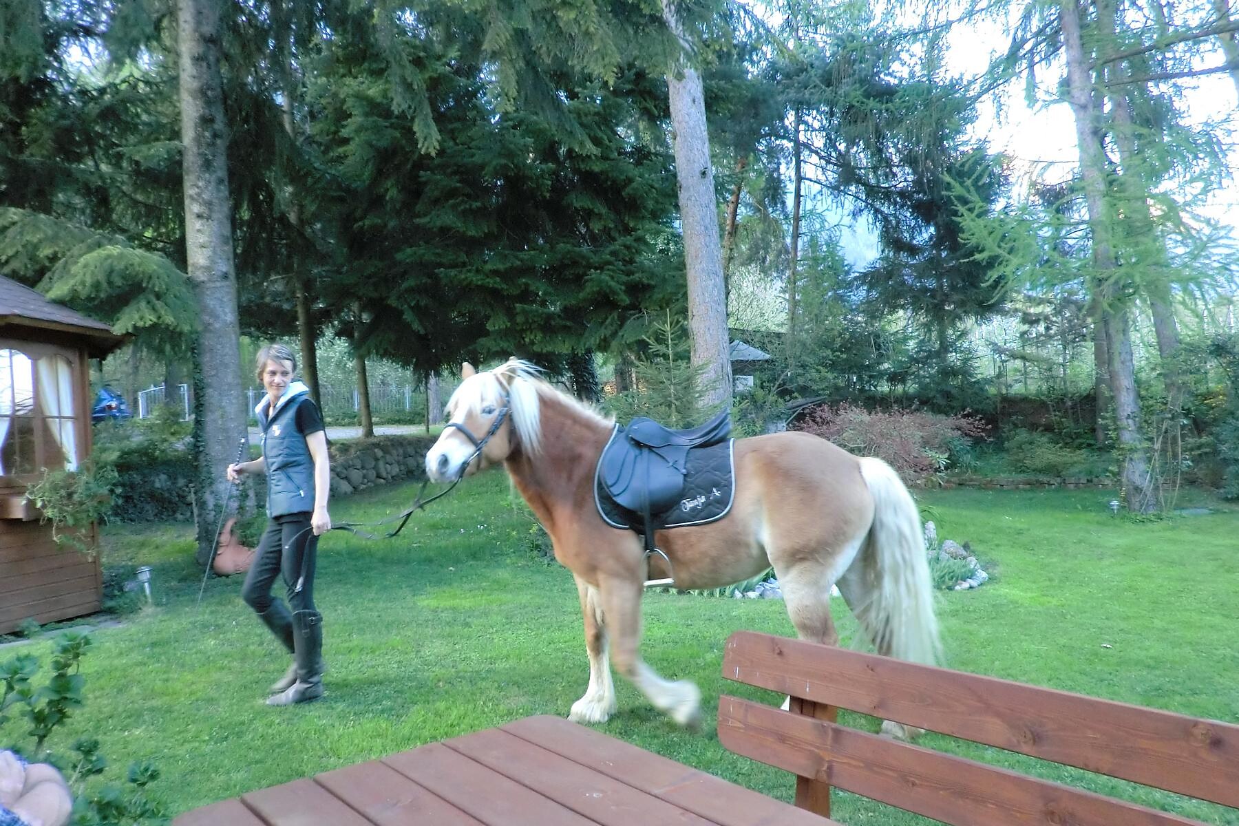 The horses