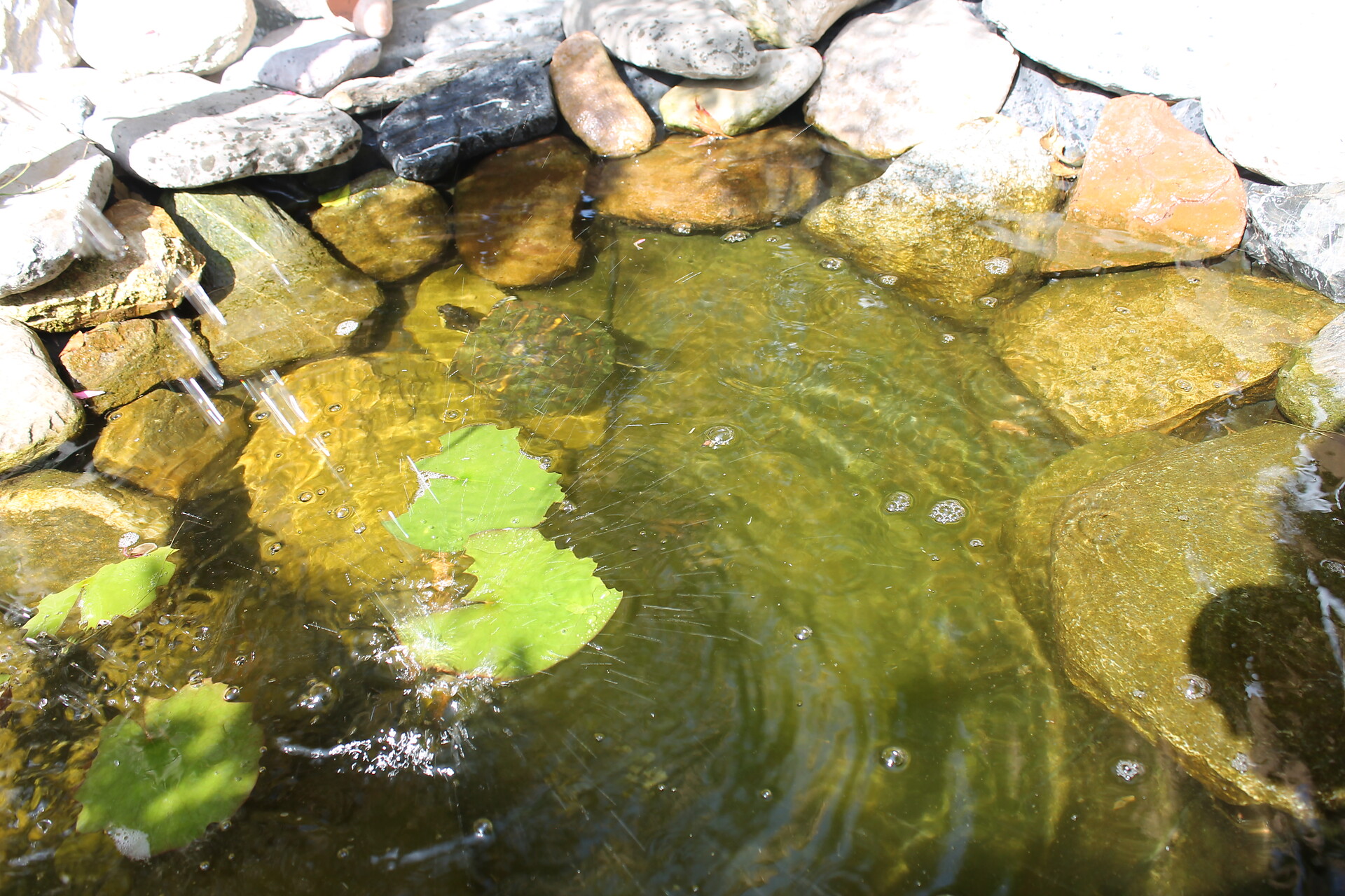 Teich mit Schildkröten