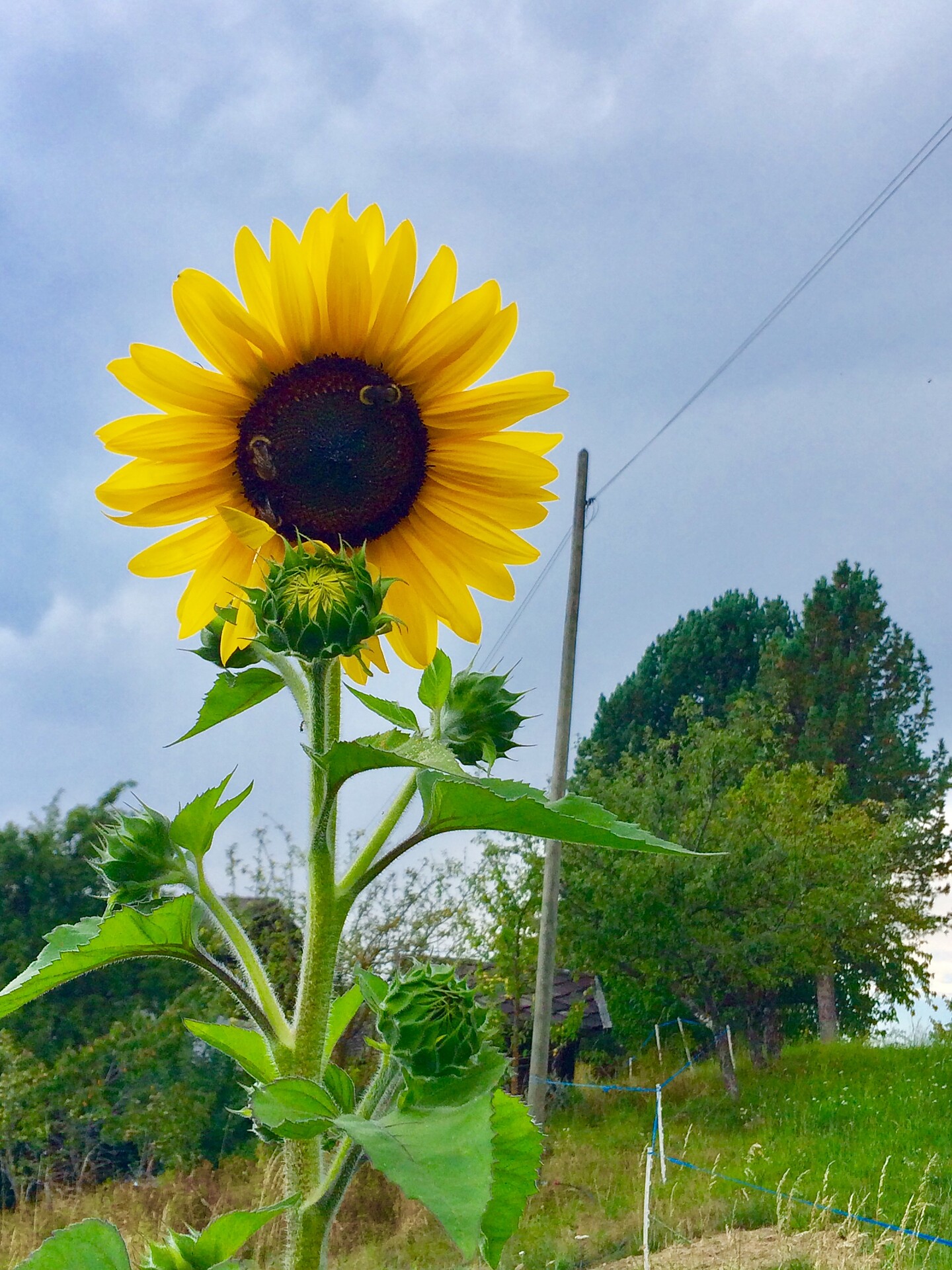Sonnenblumen am Rempphof