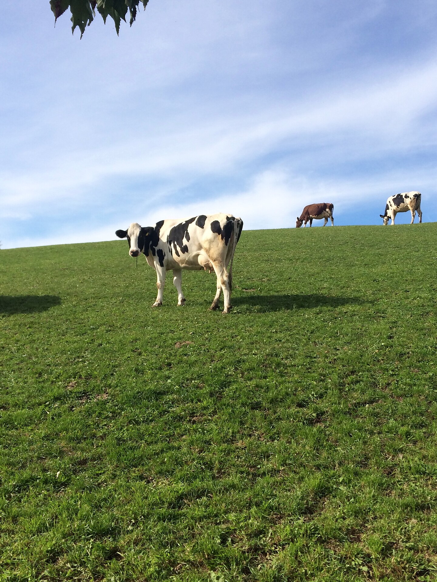 Unsere Tiere