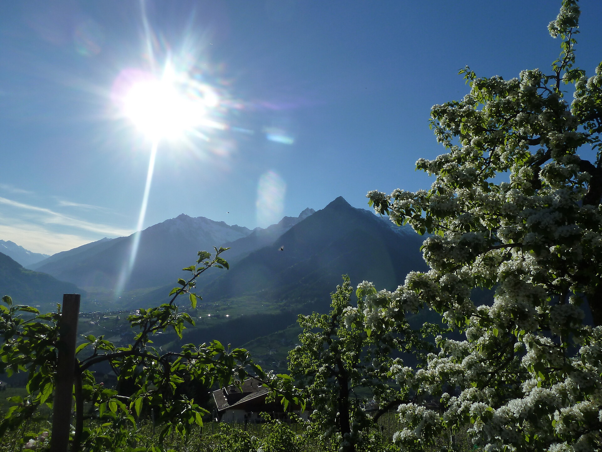 spring