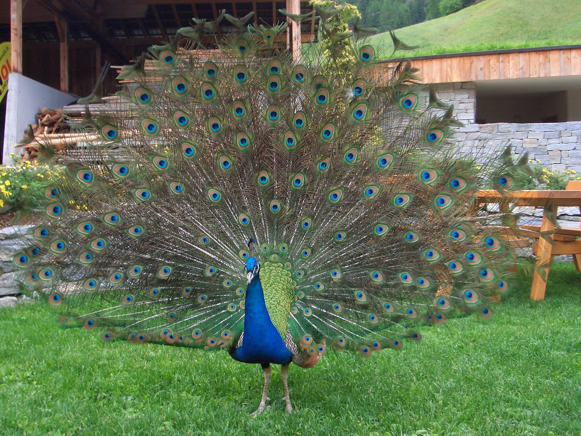 Parco faunistico