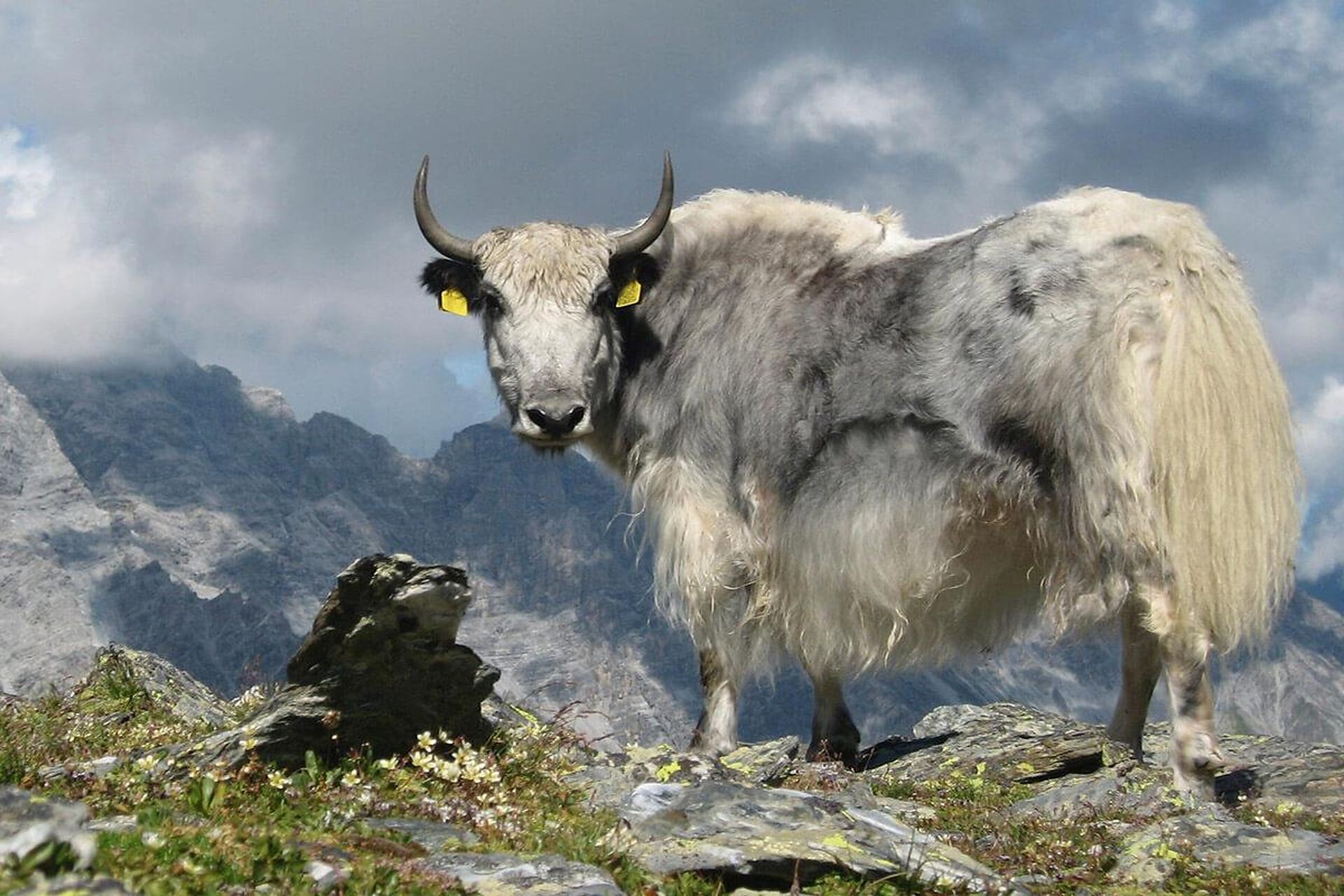 Yak