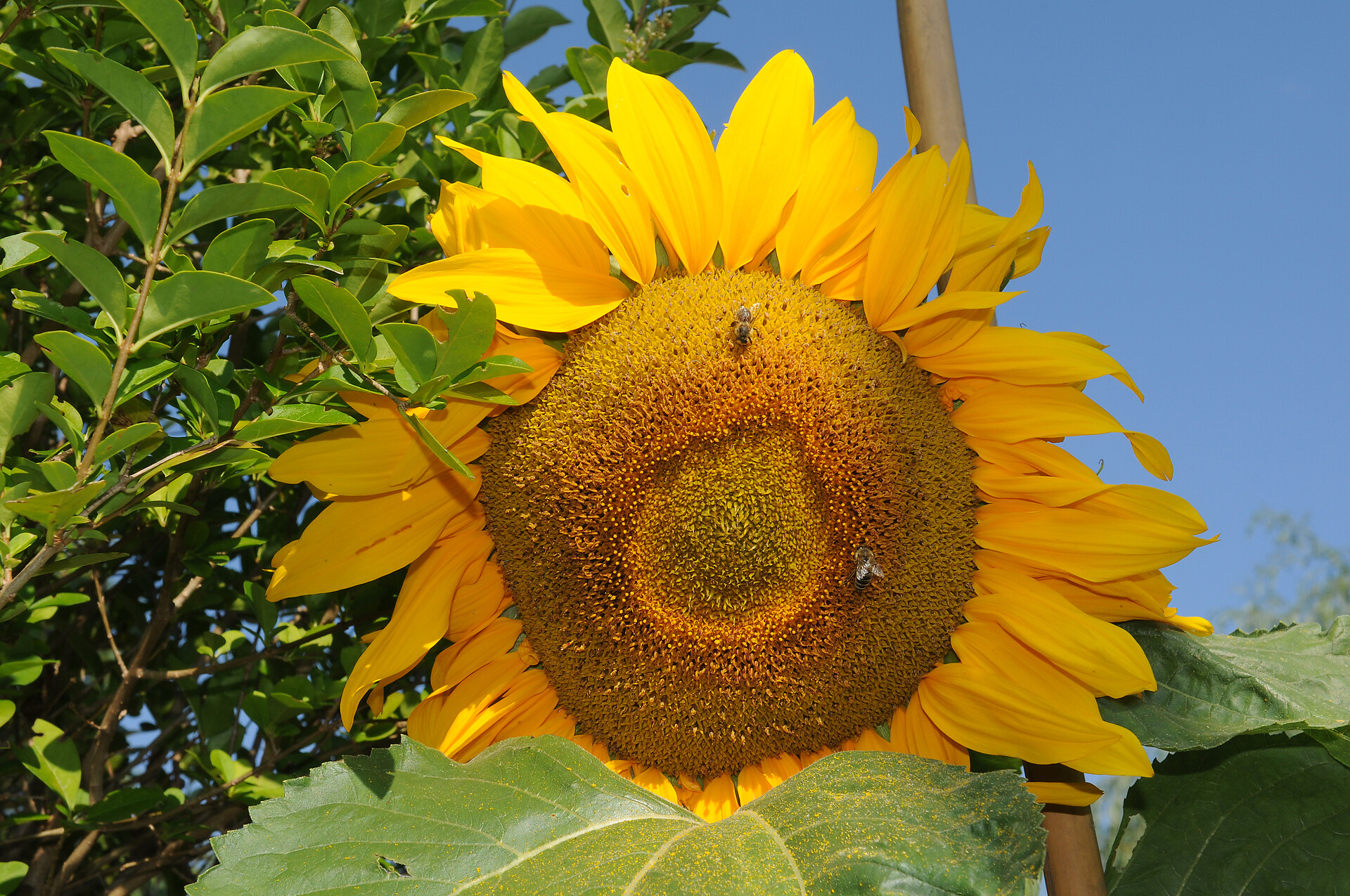 flowers