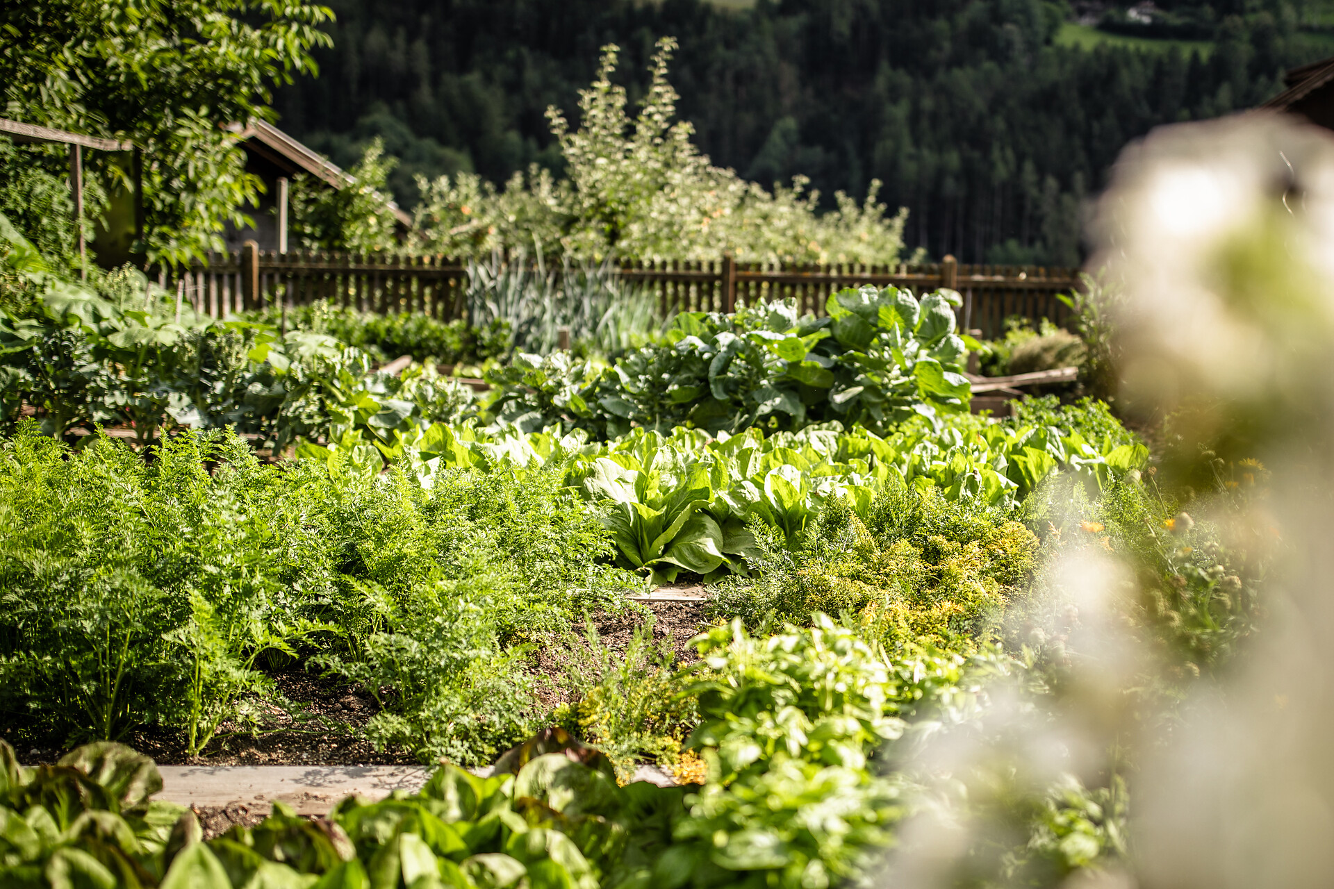 Our garden of vegetables