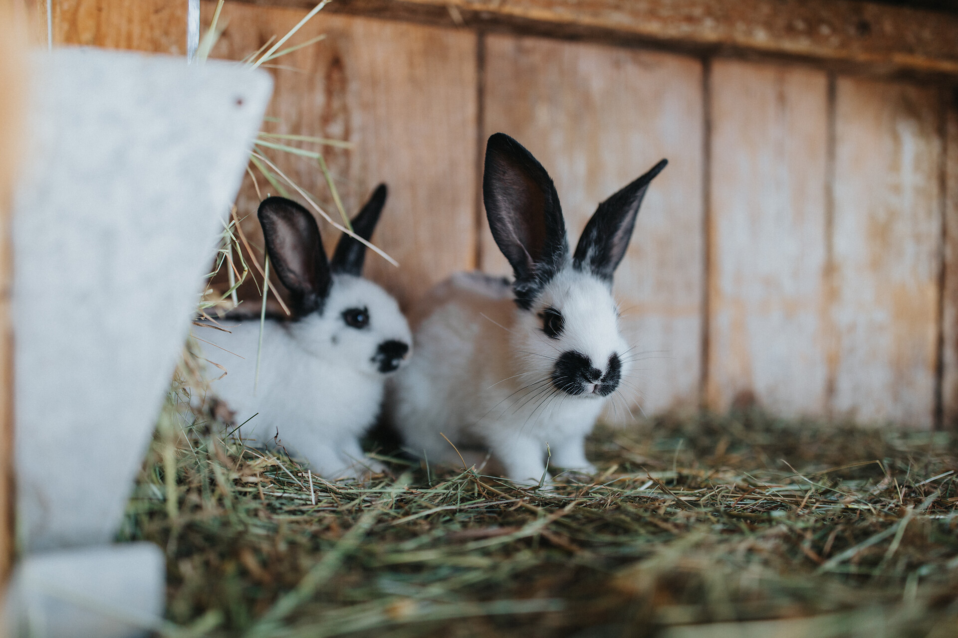 our rabbits