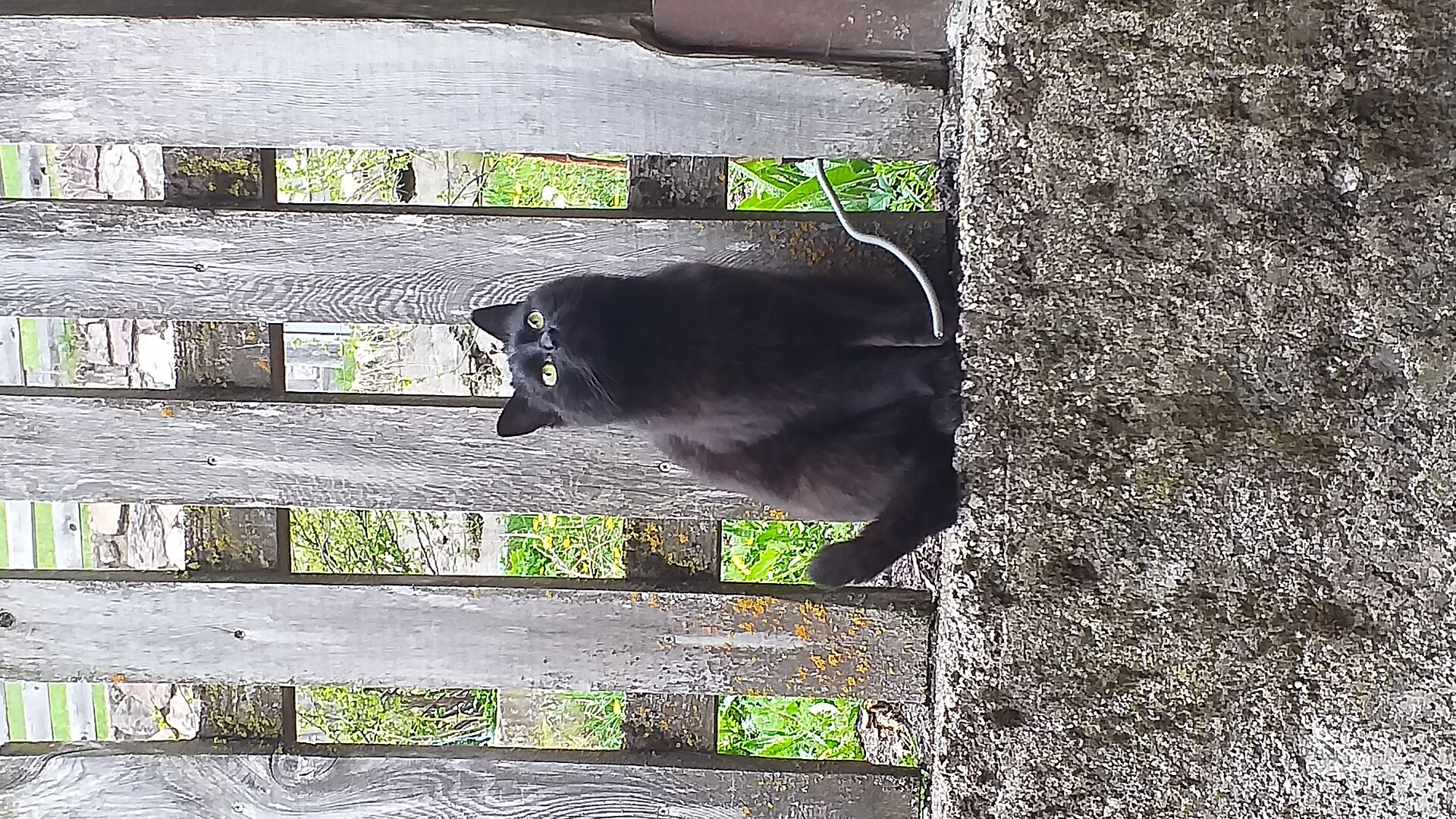 gatto