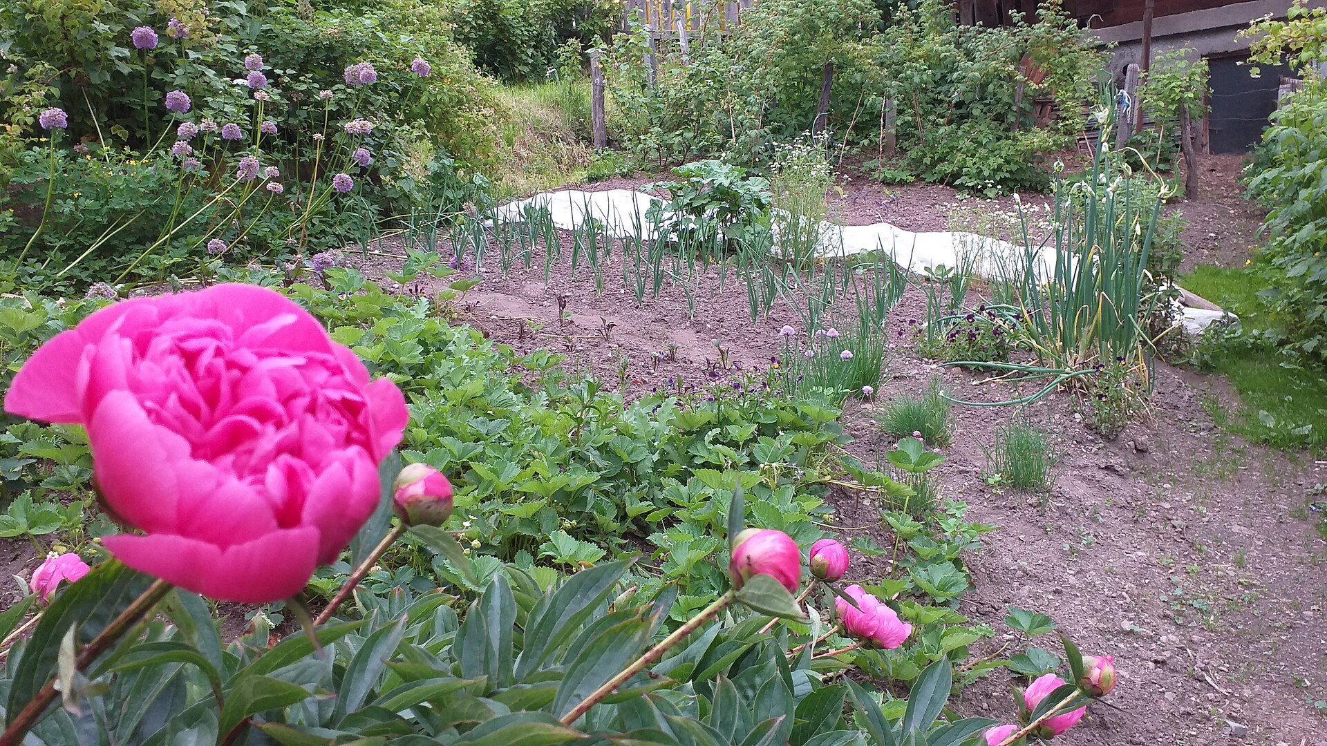 giardino