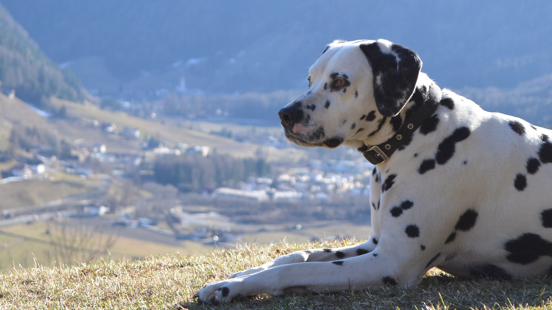 il nostro cane Nikki
