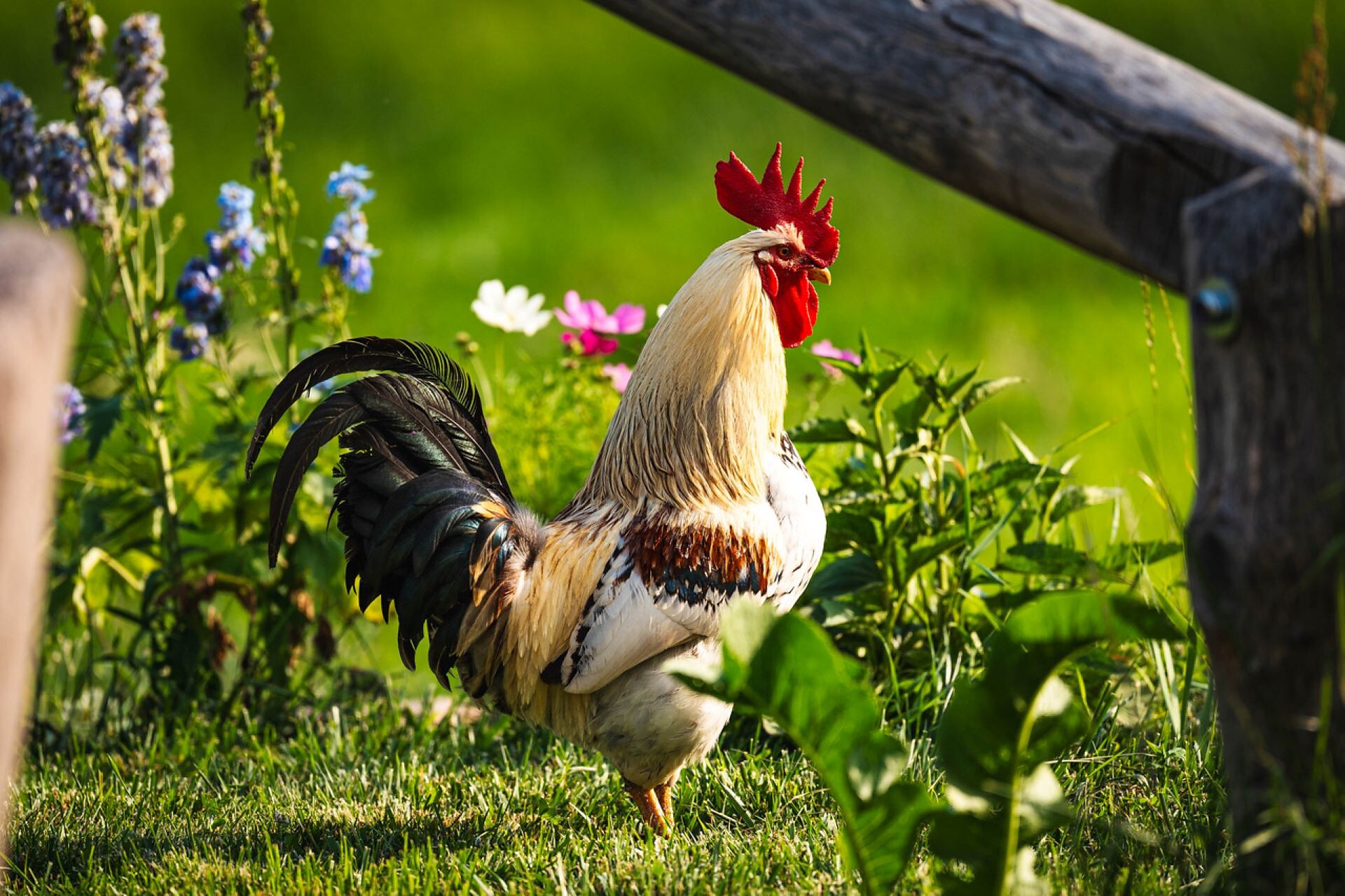 il gallo Freddy