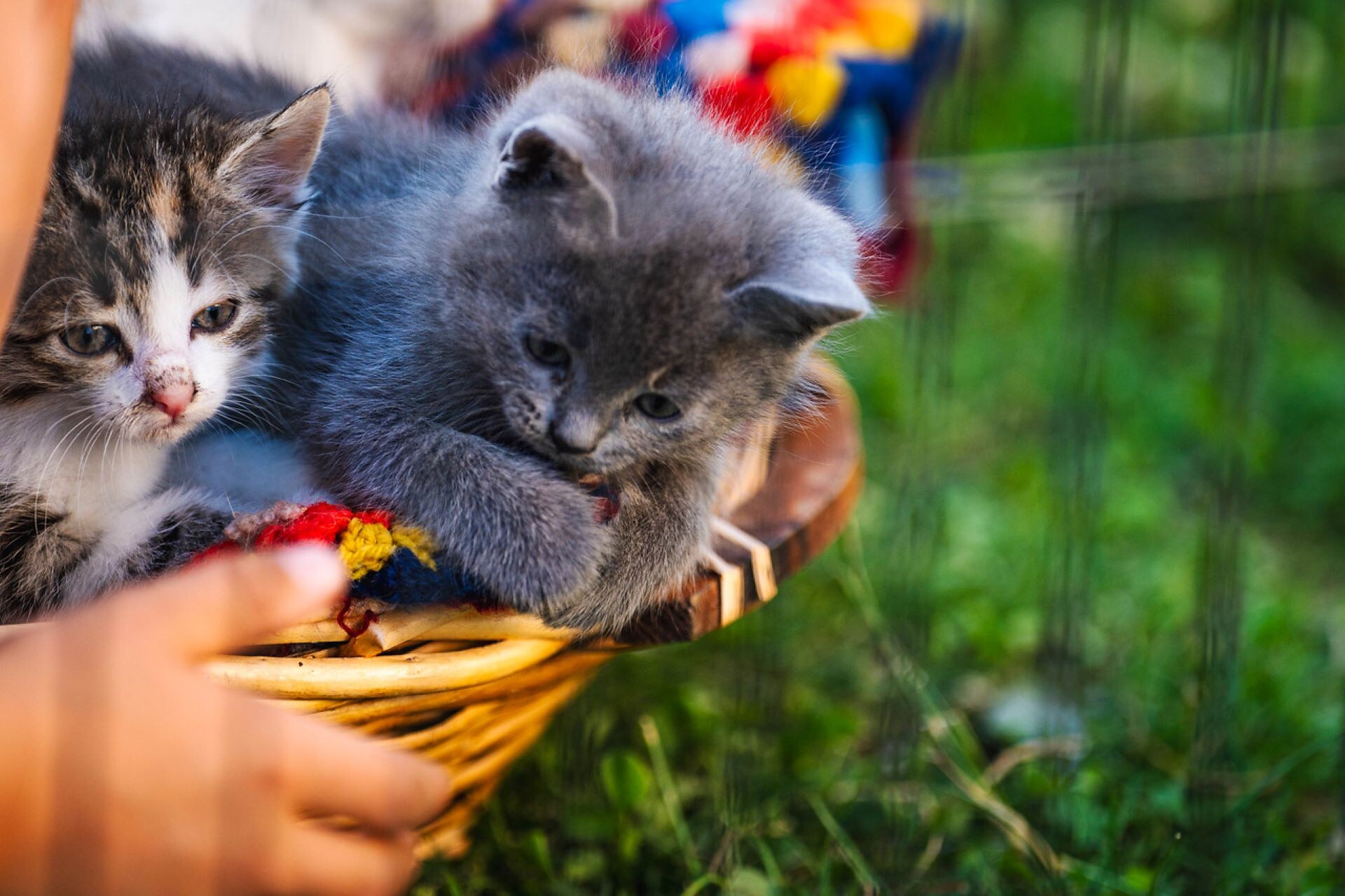 i gattini