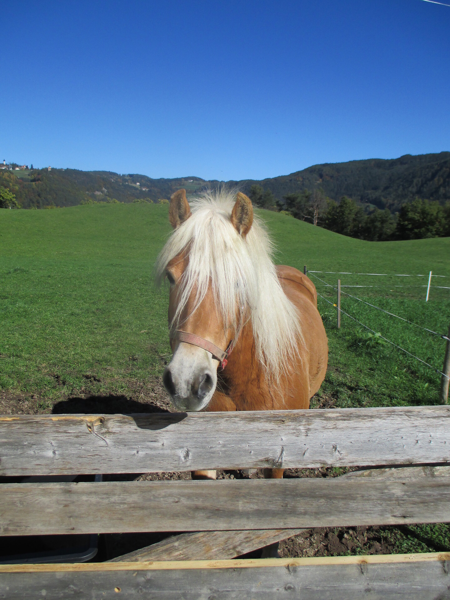 Pferd