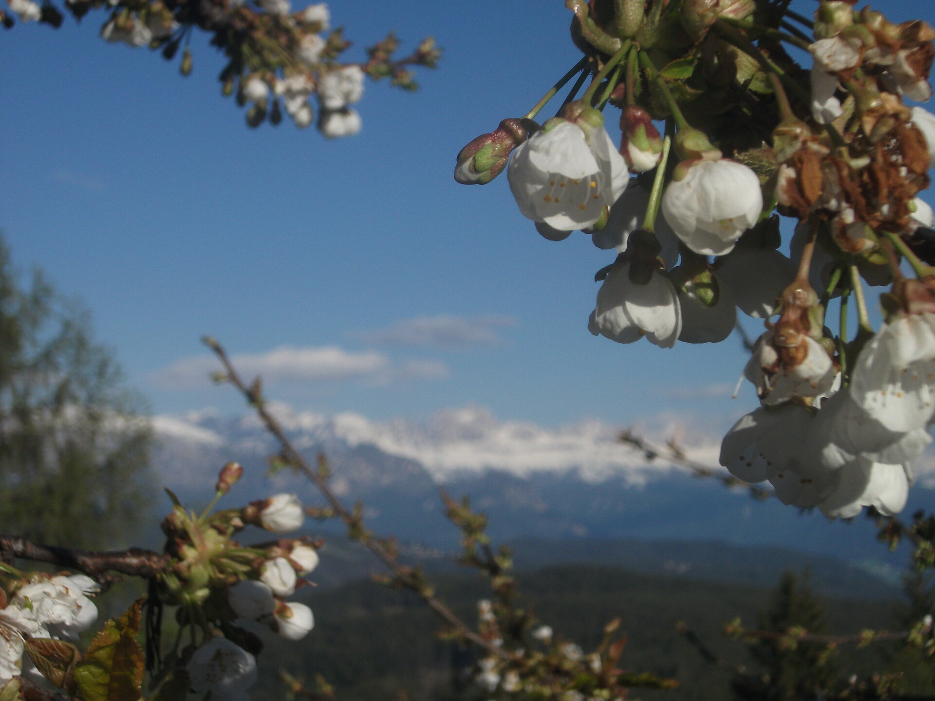 Kirschblüte am Stücklhof
