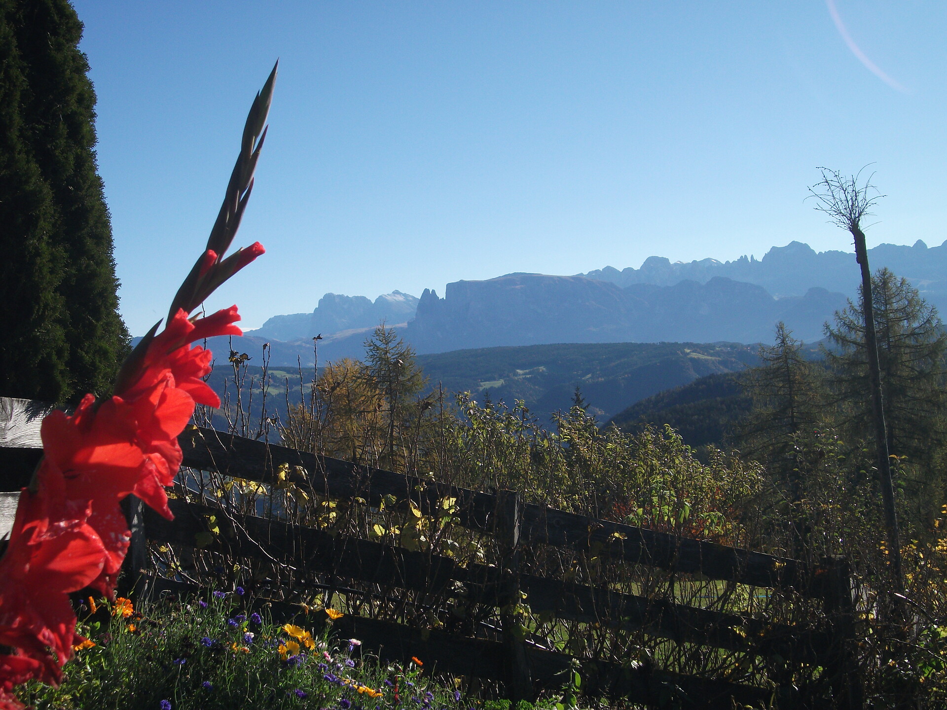 Gladiolenblüte in unserem Bauerngarten mit wunderschönem Blick auf die Dolomiten