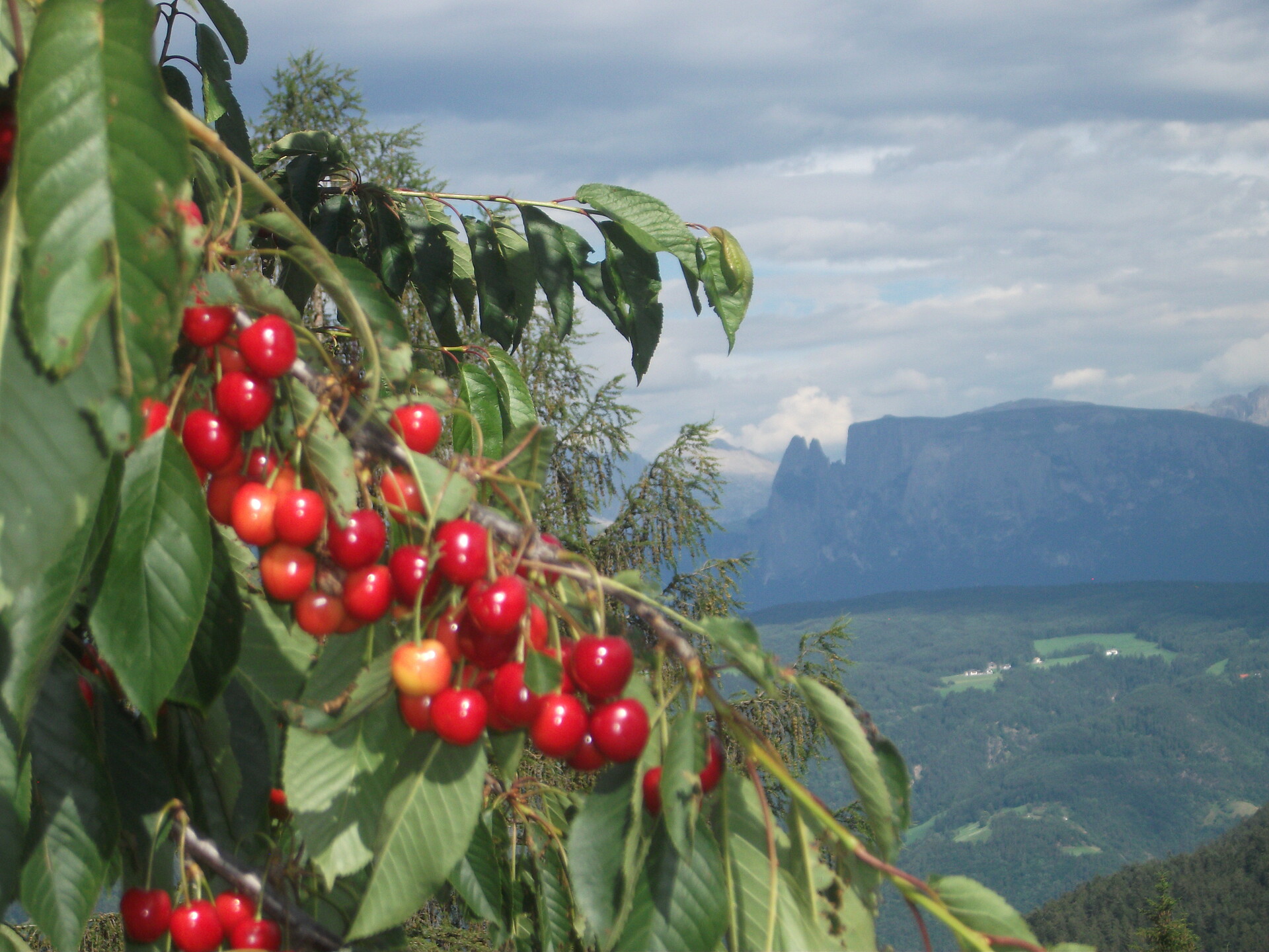 Kirschen vom Stücklhof mit Blick auf Schlern