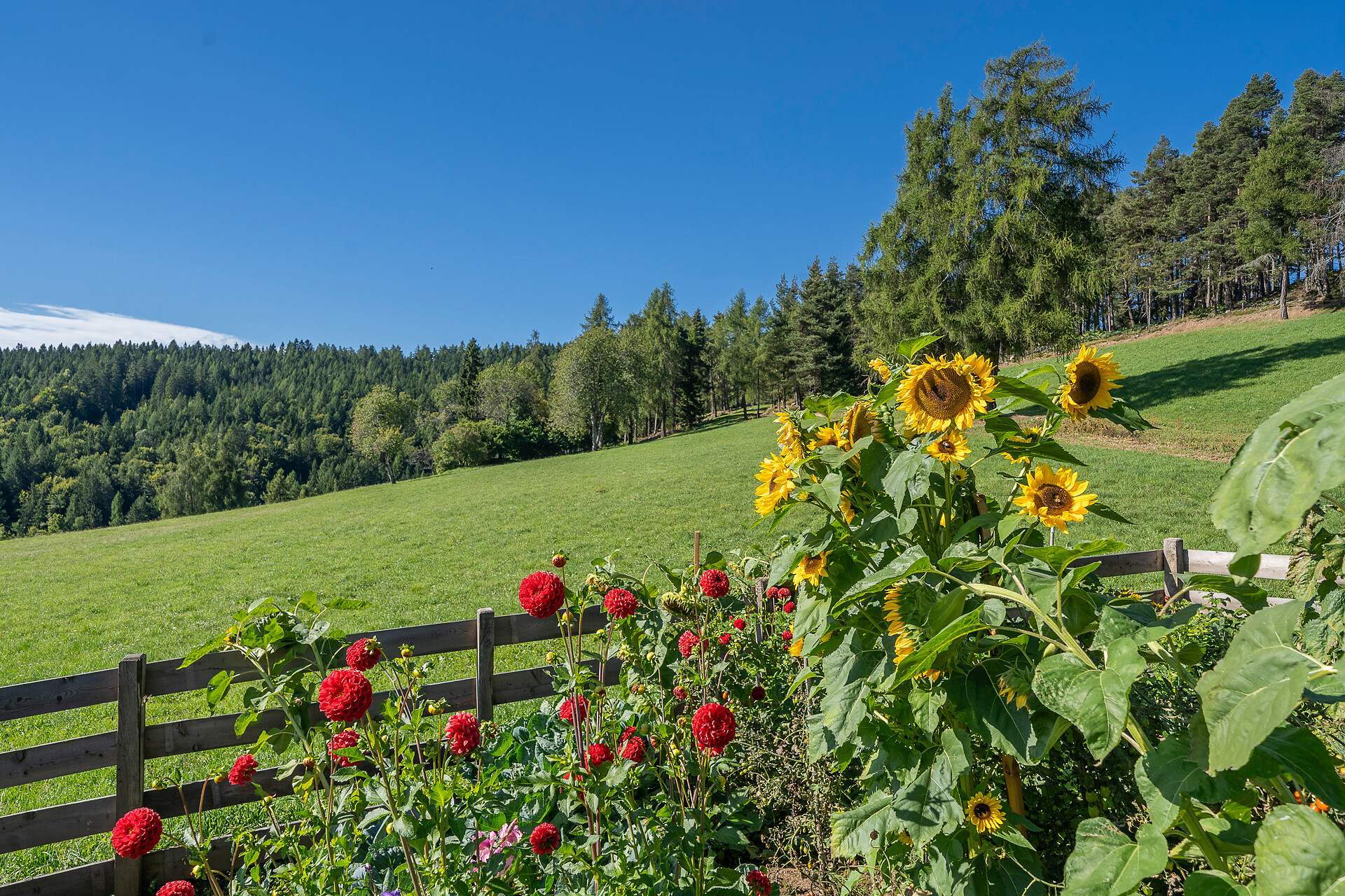 Sonnenblumen und Dahlien im Bauerngarten mit Blick auf die Wiese vor dem Haus