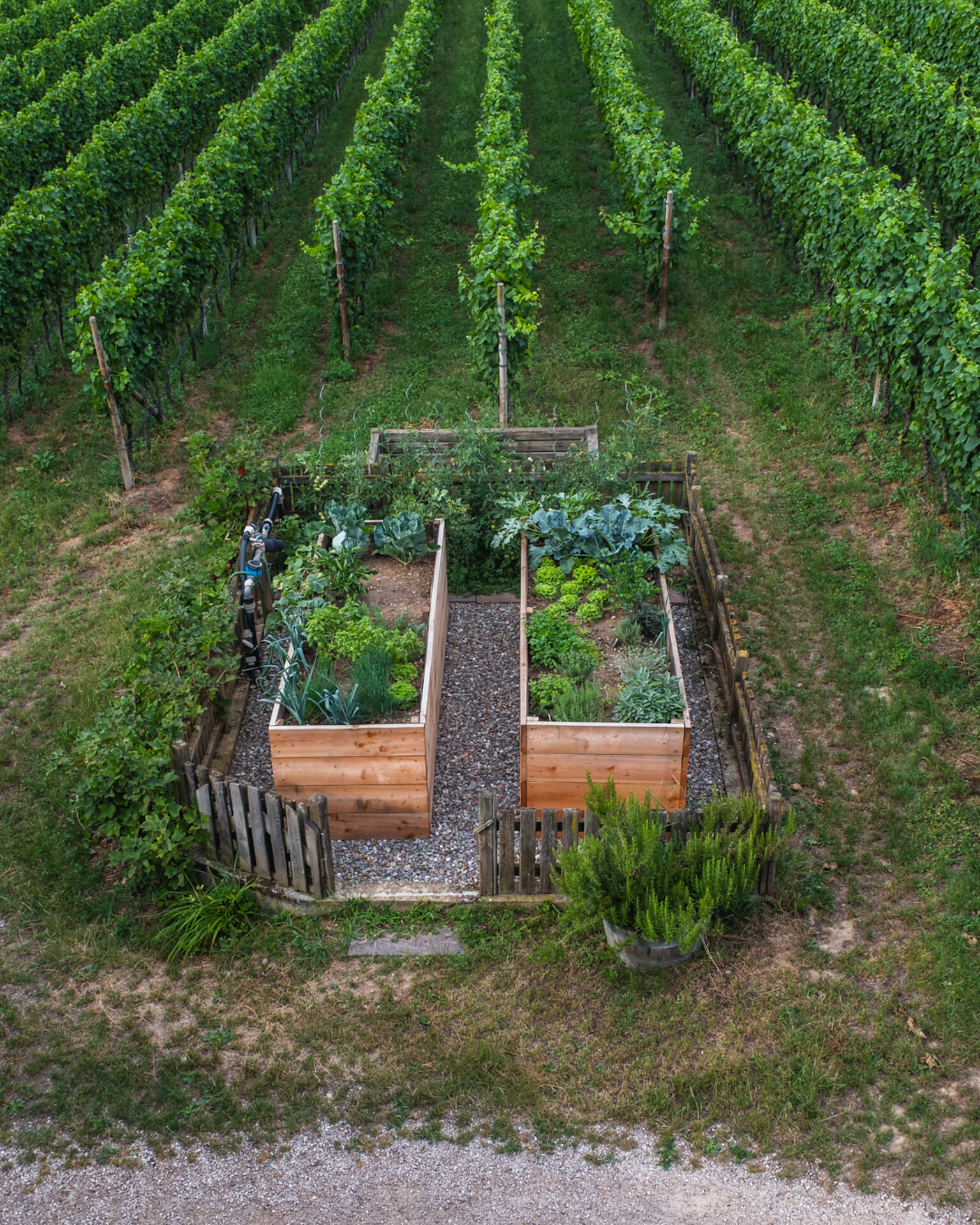 garden