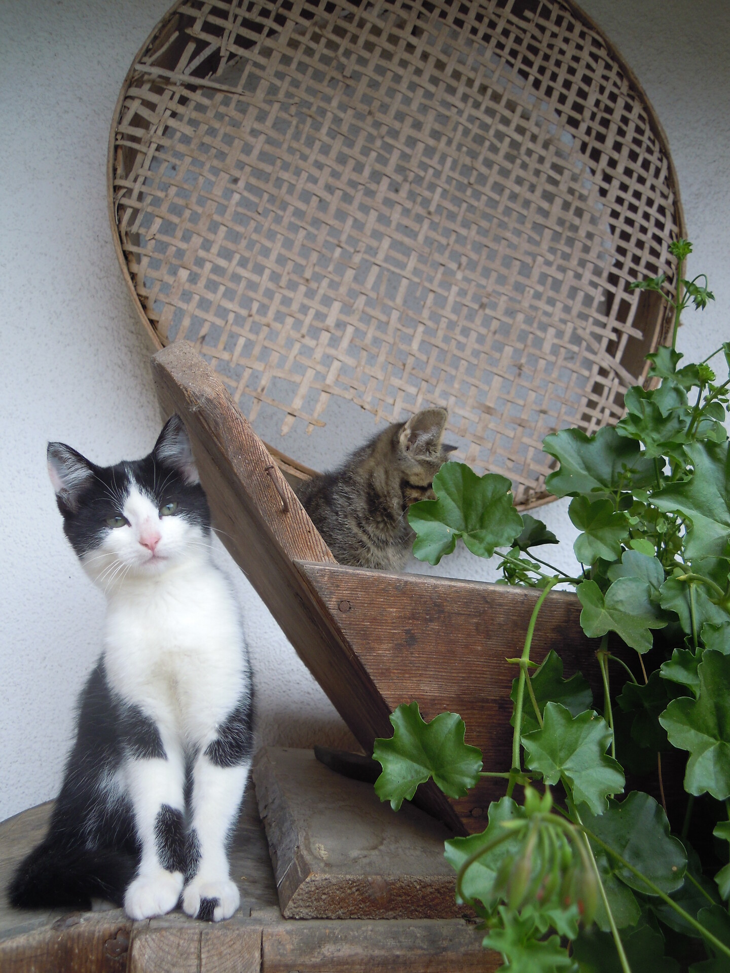 Katzen