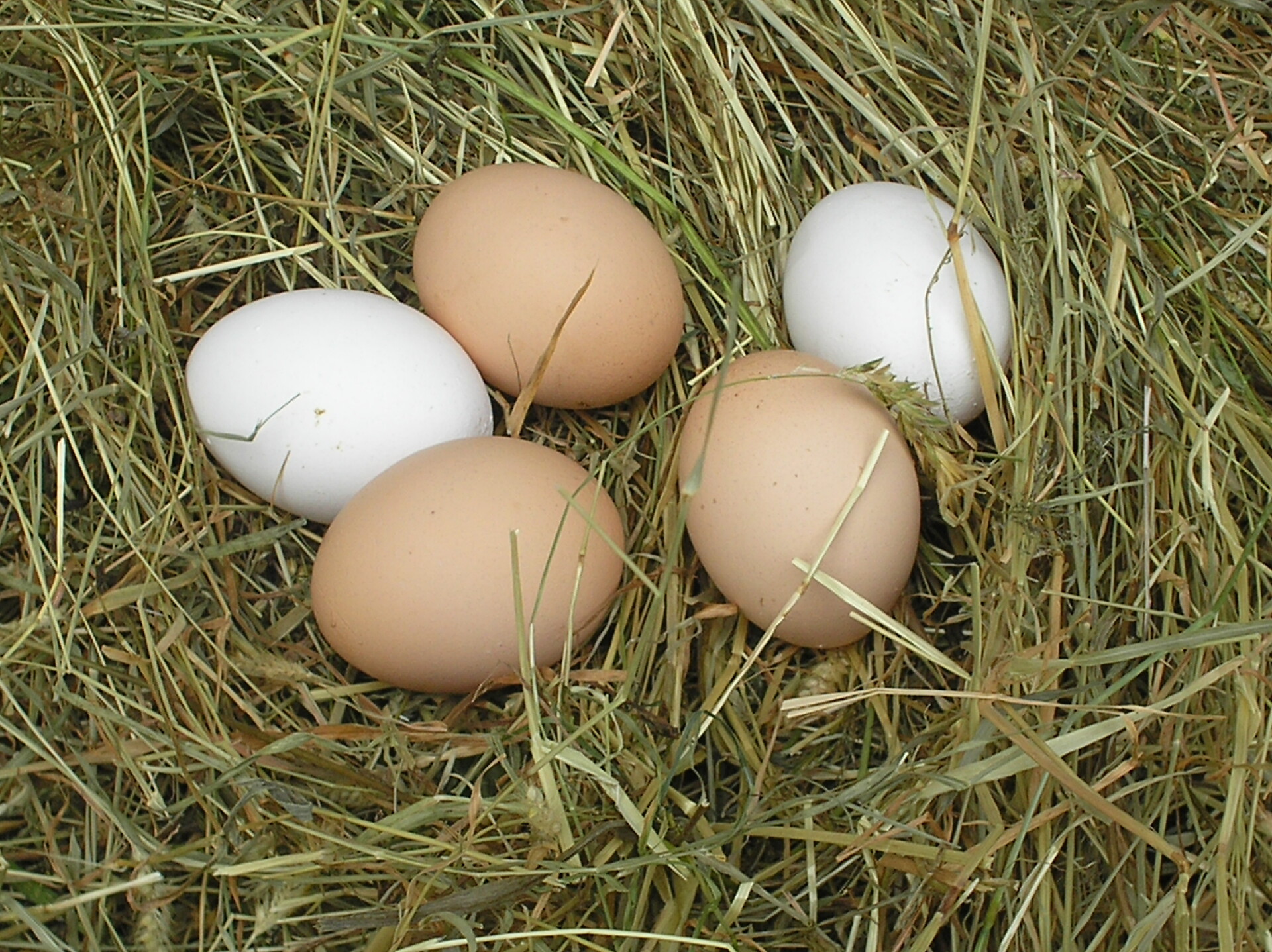 Eier