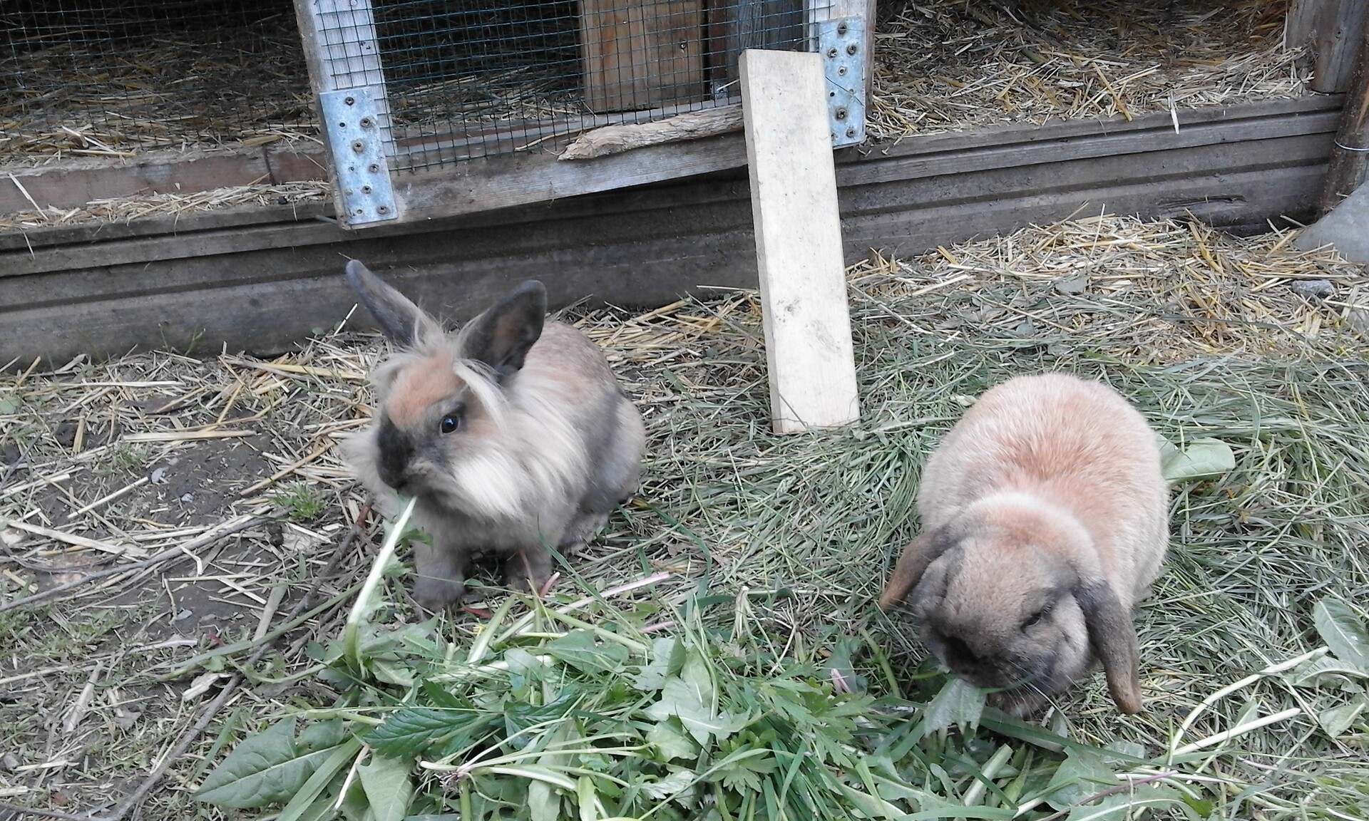 Hasen