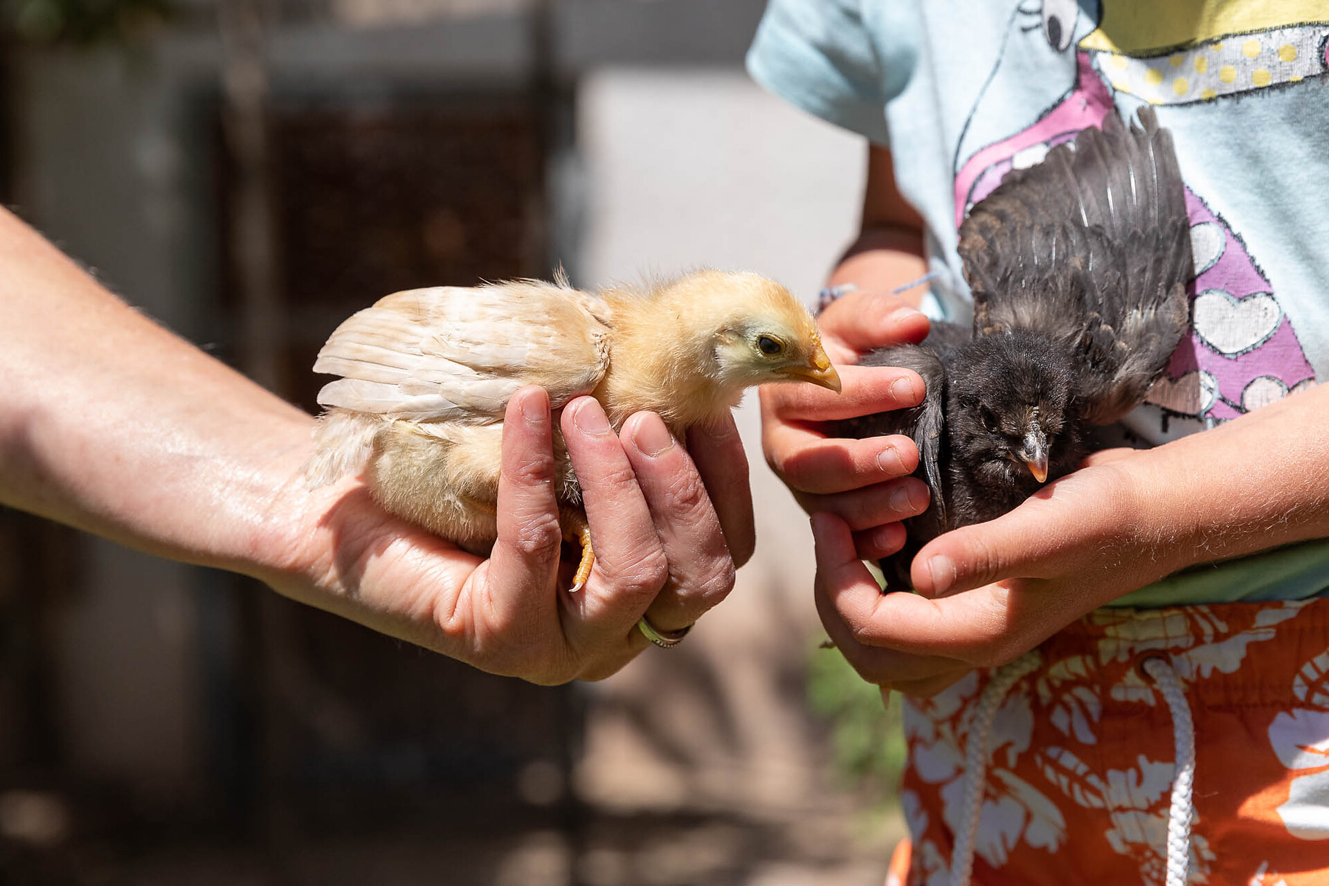 little chicks
