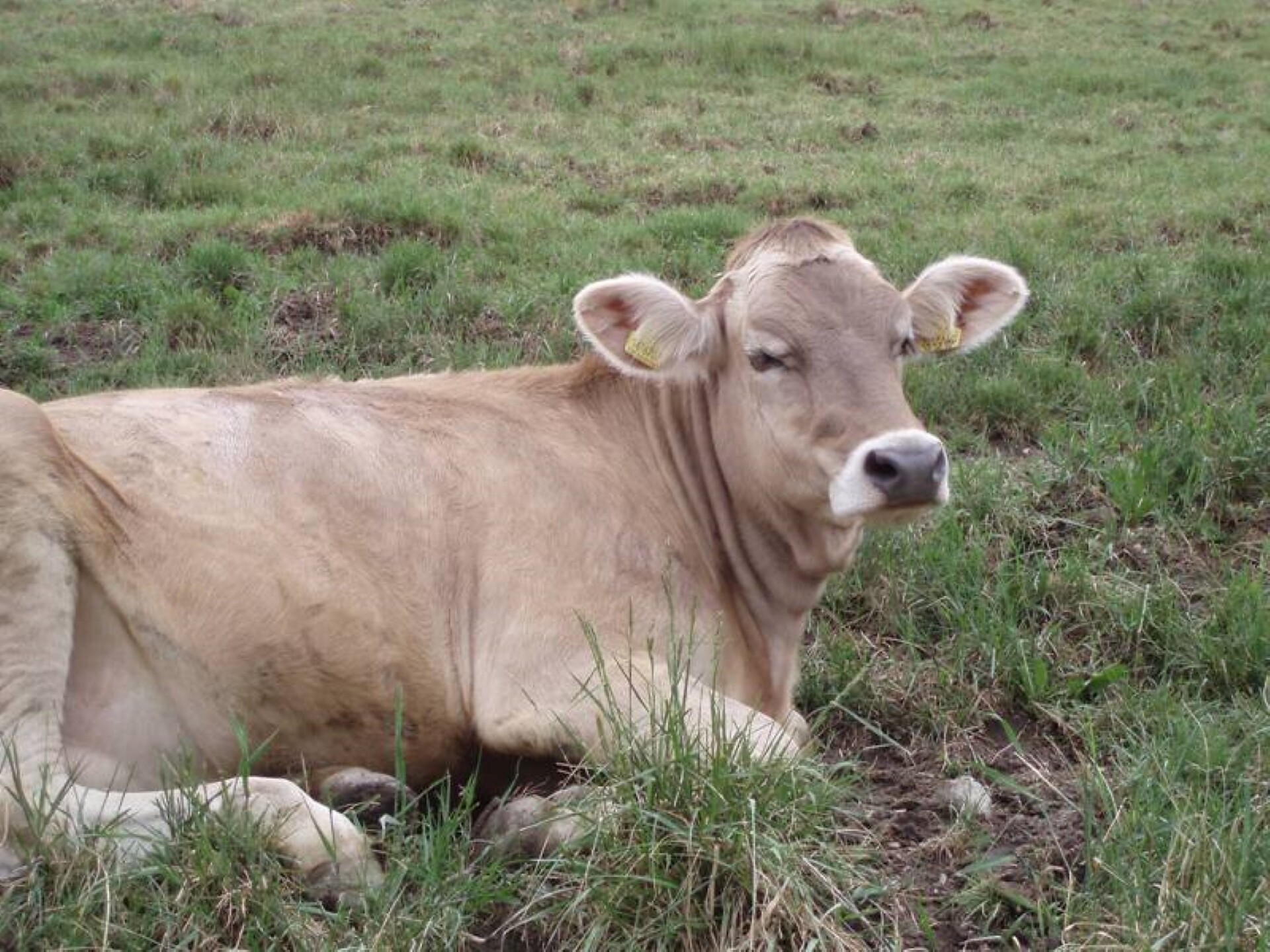 Moo