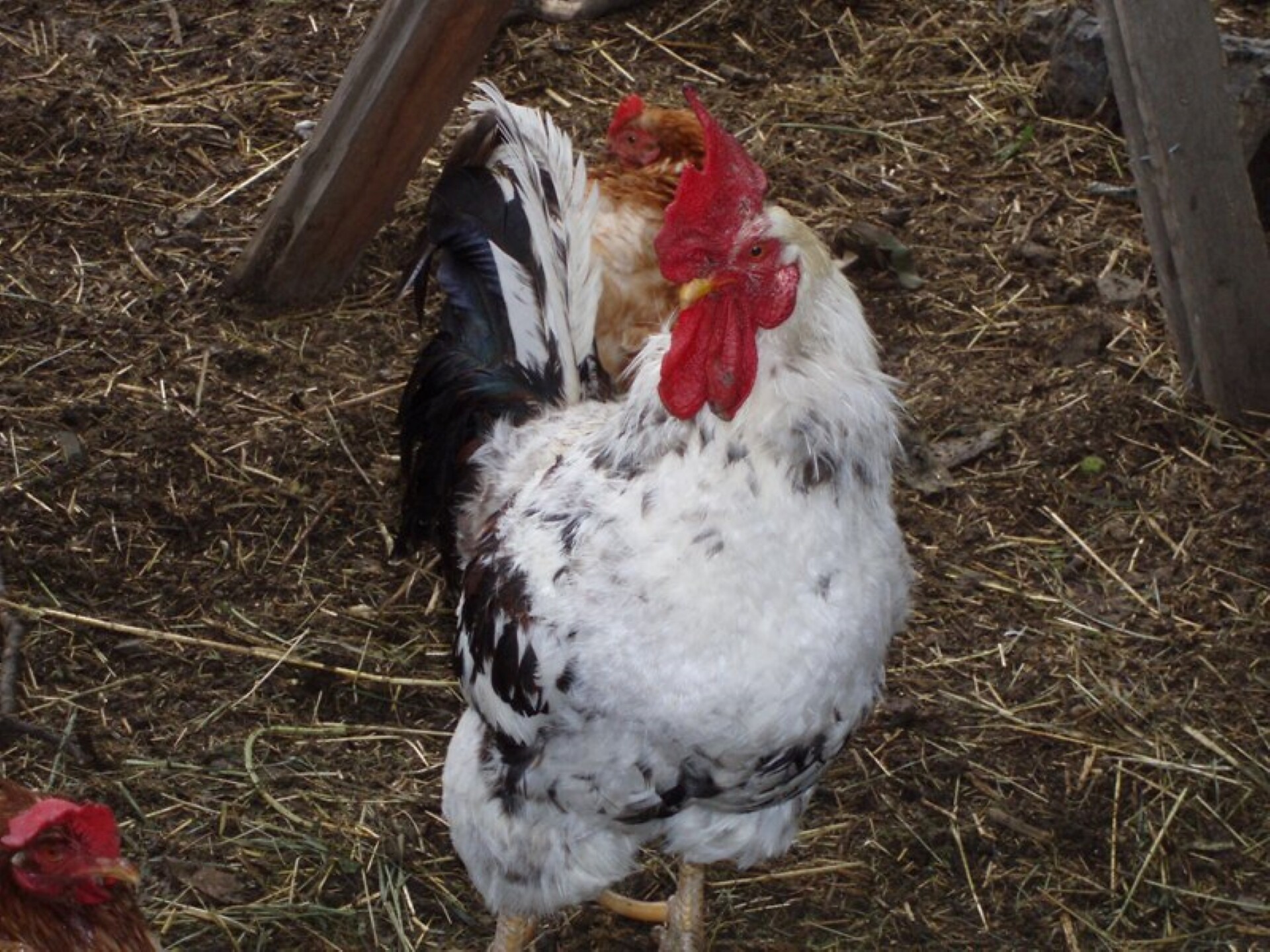 Cock