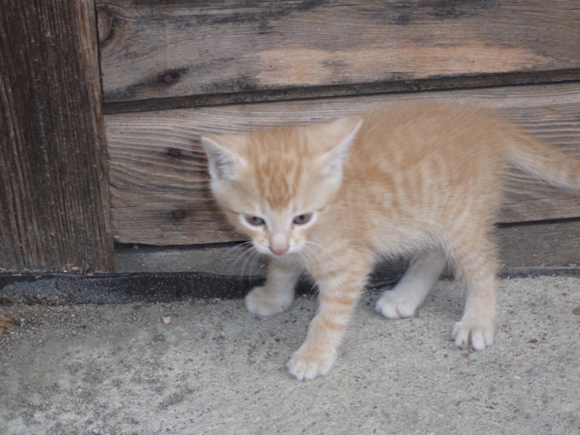 cat