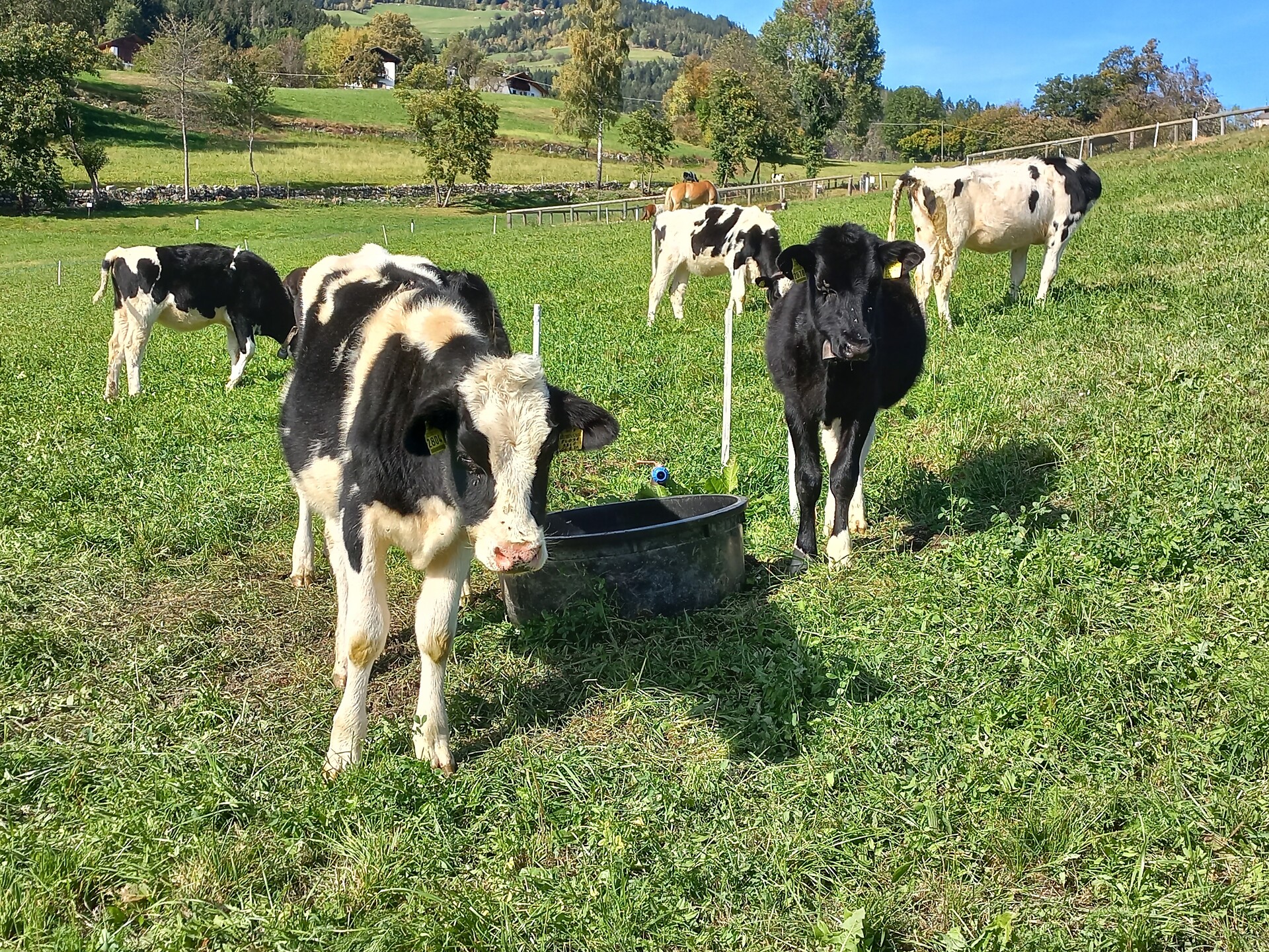 Animals at our farm